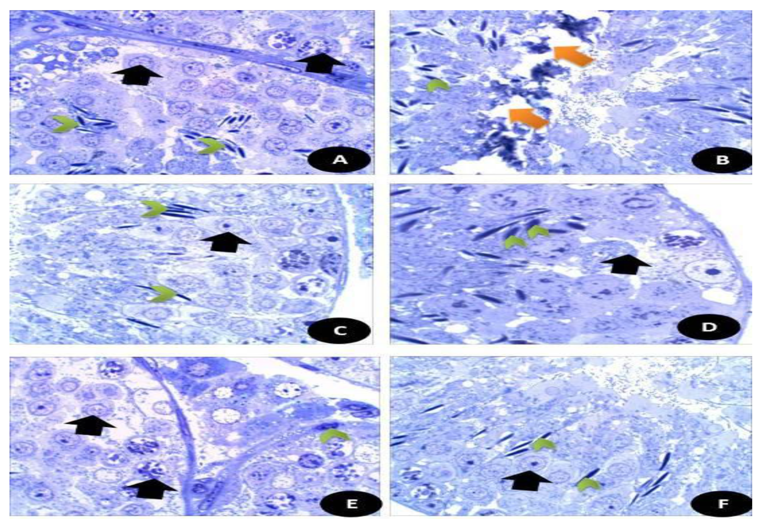 Crystals 11 00367 g012 Crystals 11 00367 g012