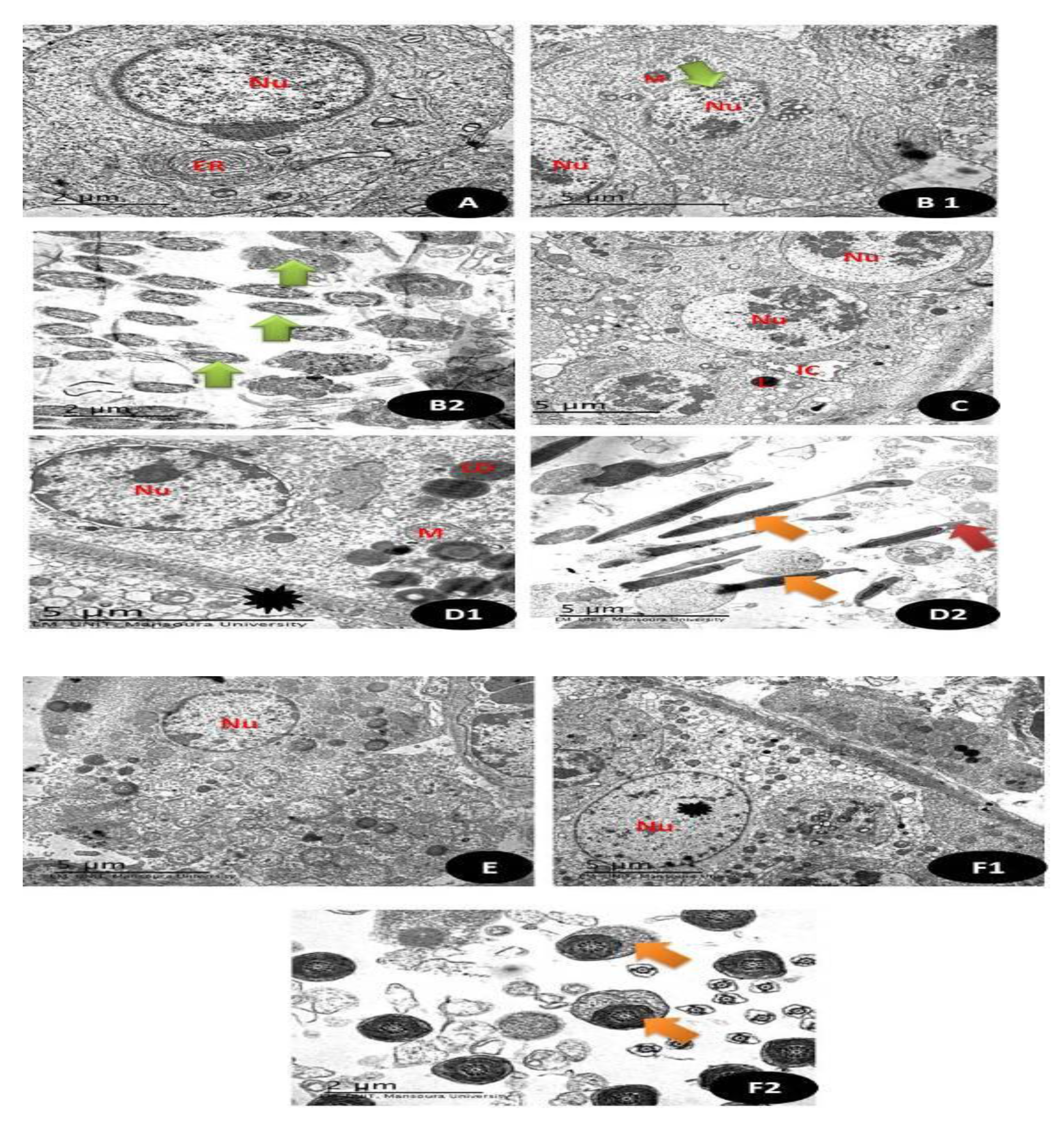 Crystals 11 00367 g016 Crystals 11 00367 g016