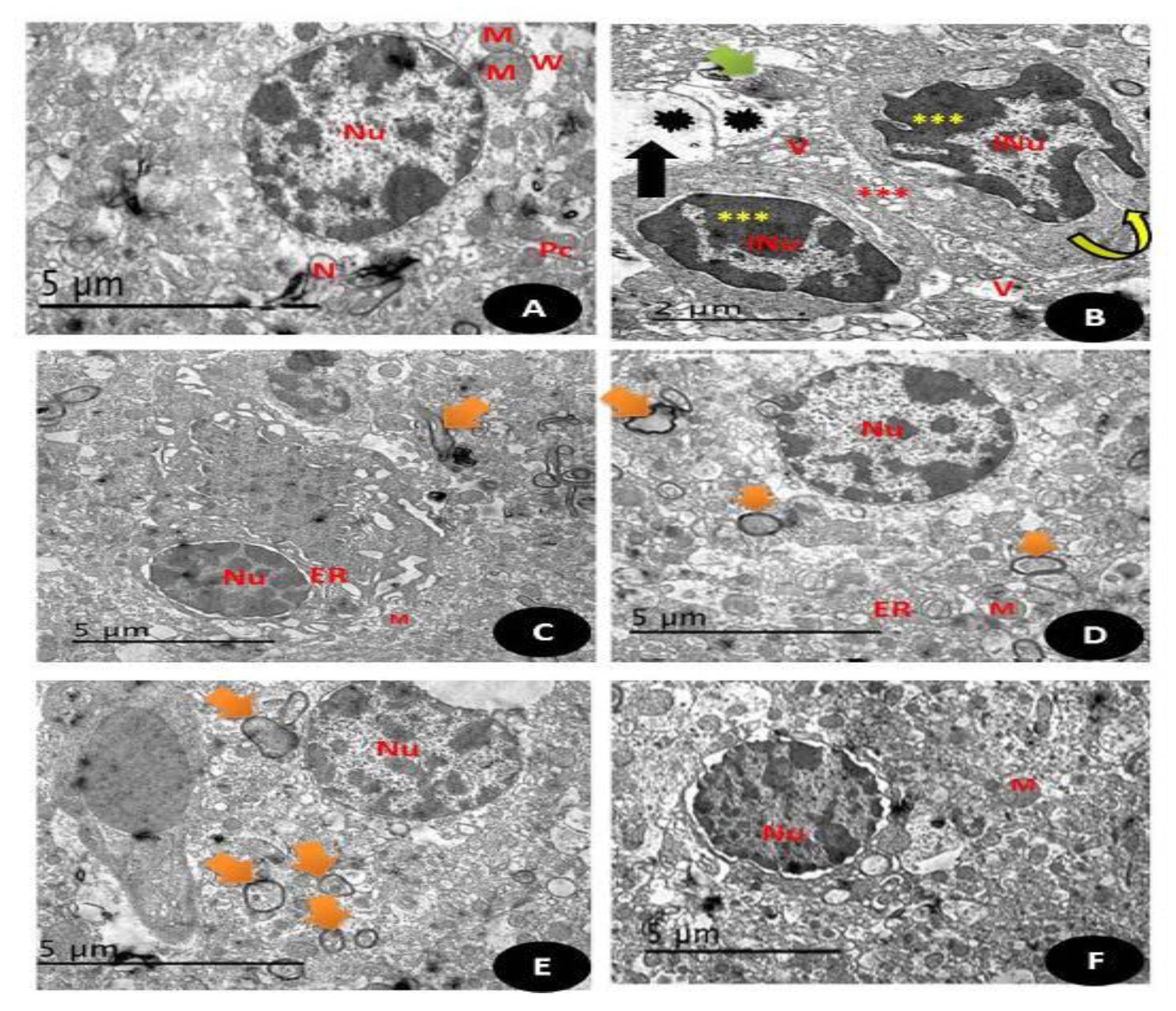 Crystals 11 00367 g017 Crystals 11 00367 g017