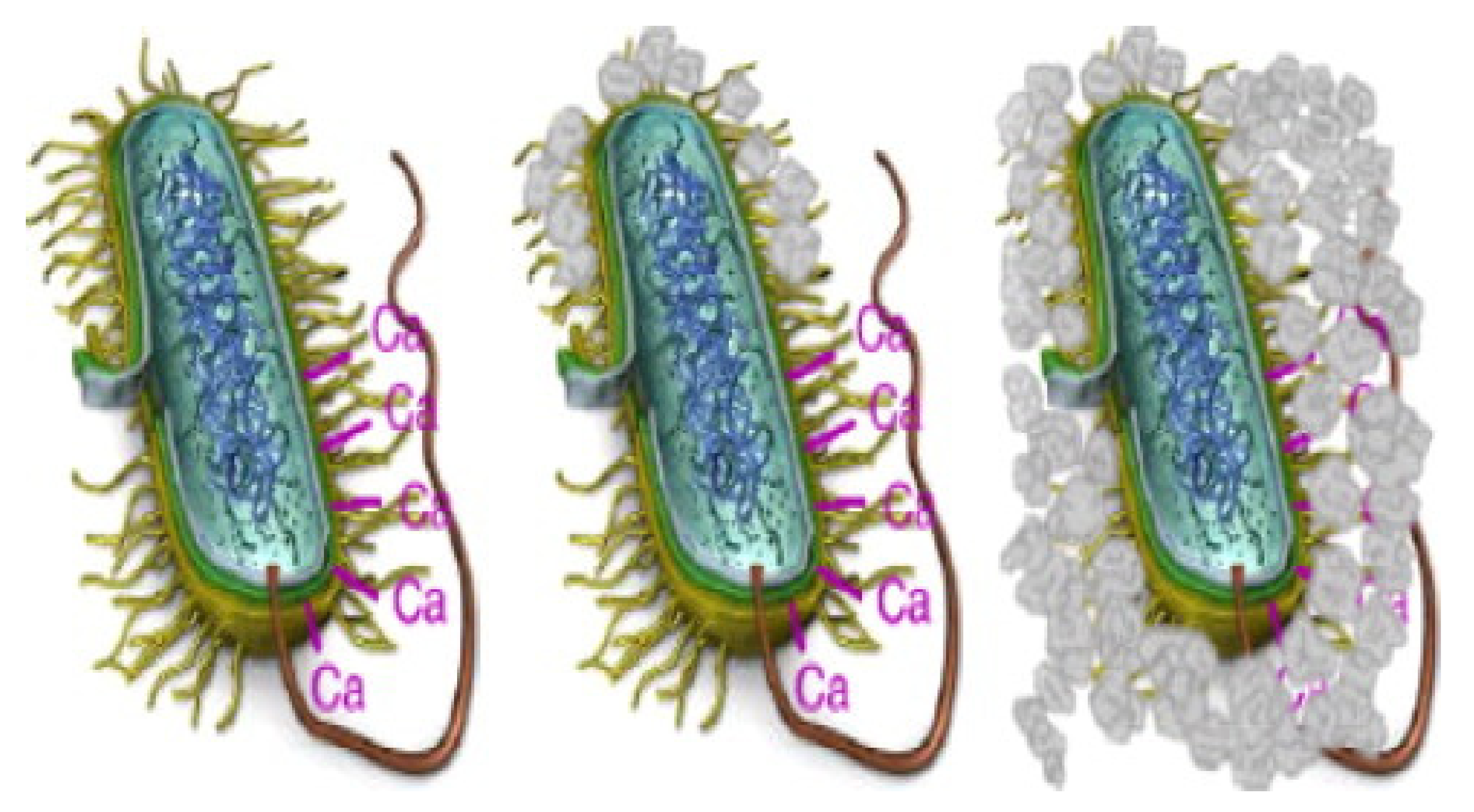 Crystals 11 00887 g004