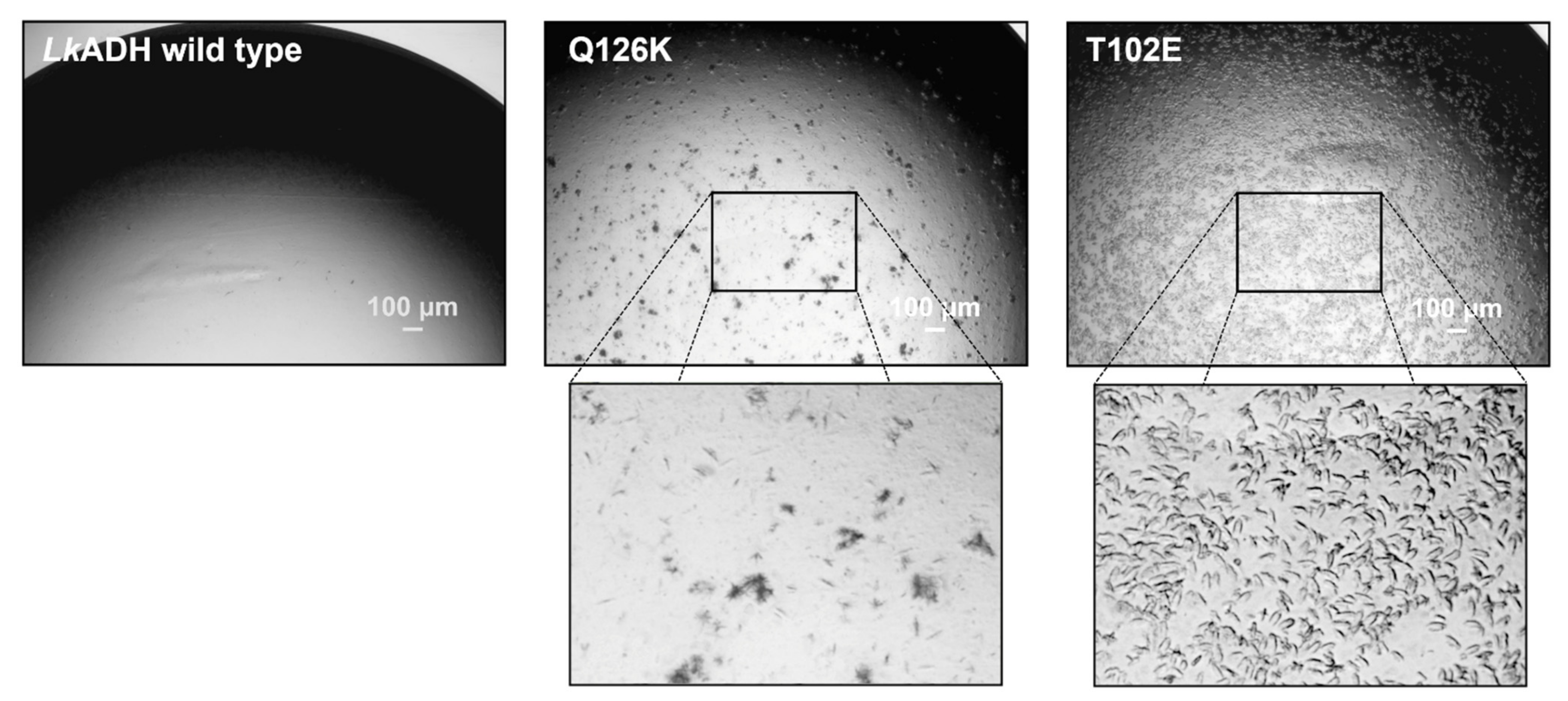 Crystals 11 00975 g006 Crystals 11 00975 g006