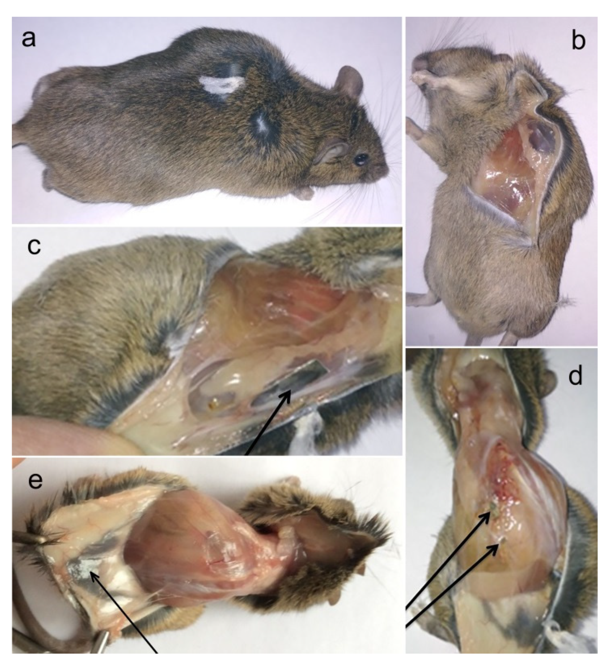 Crystals 11 01381 g008