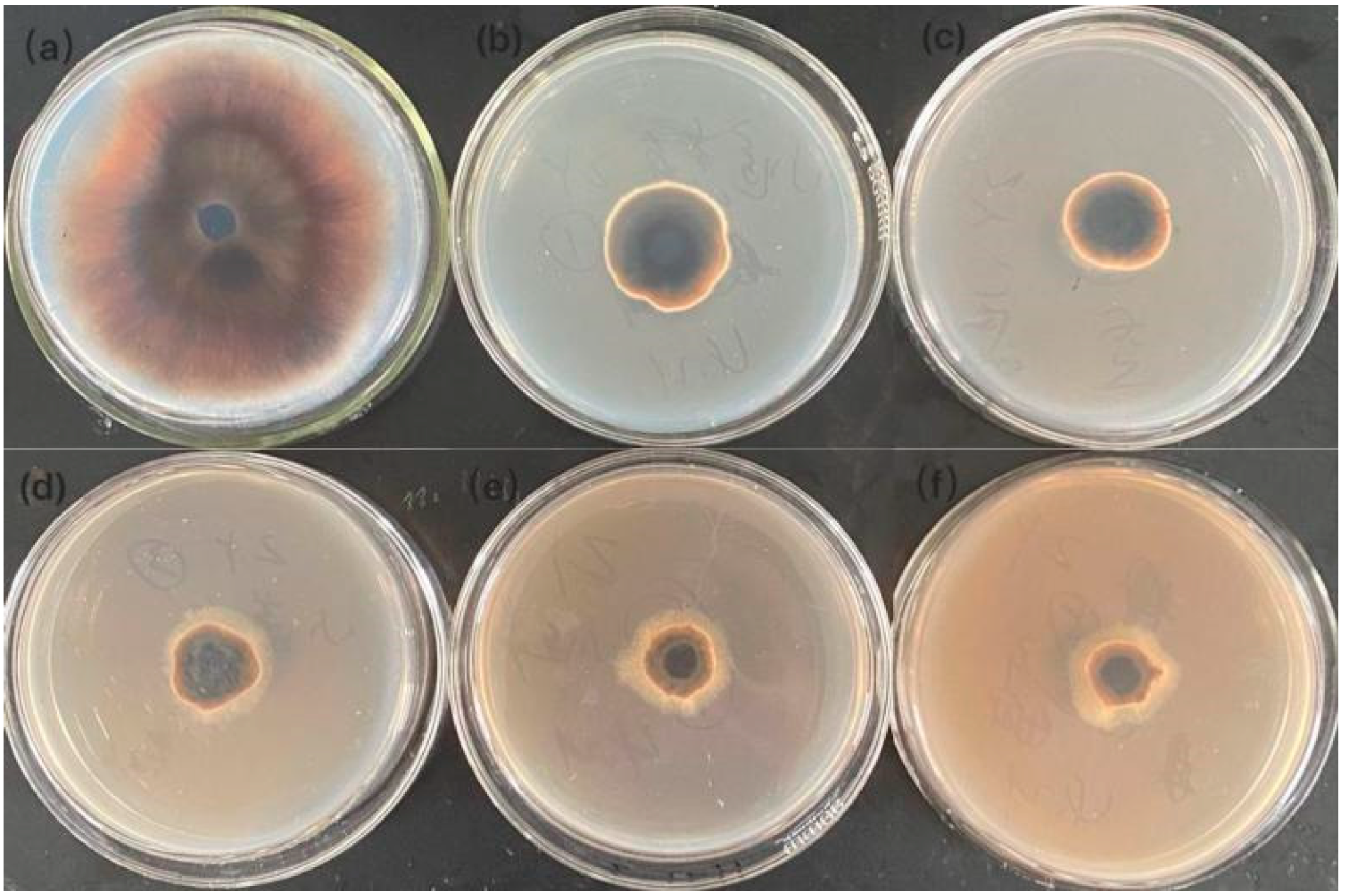 Crystals 11 01443 g005 Crystals 11 01443 g005