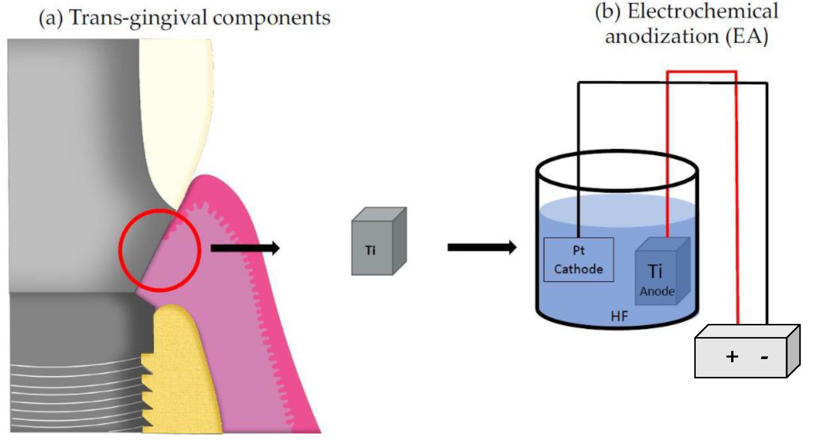 Crystals Free FullText Influence of Anodized Titanium Surfaces on