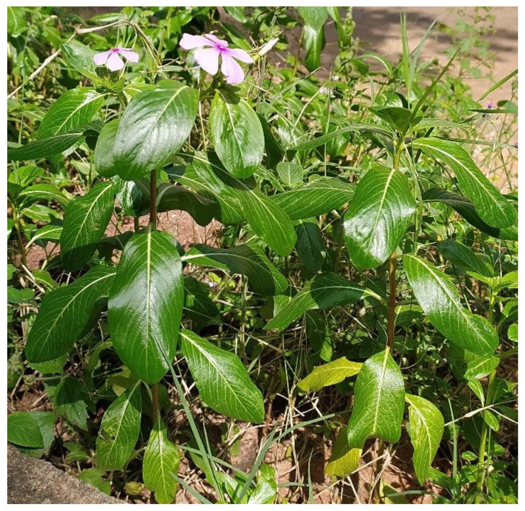 Crystals 12 00072 g001