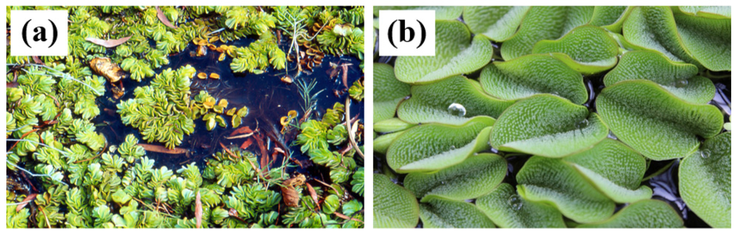 Crystals 12 00662 g001