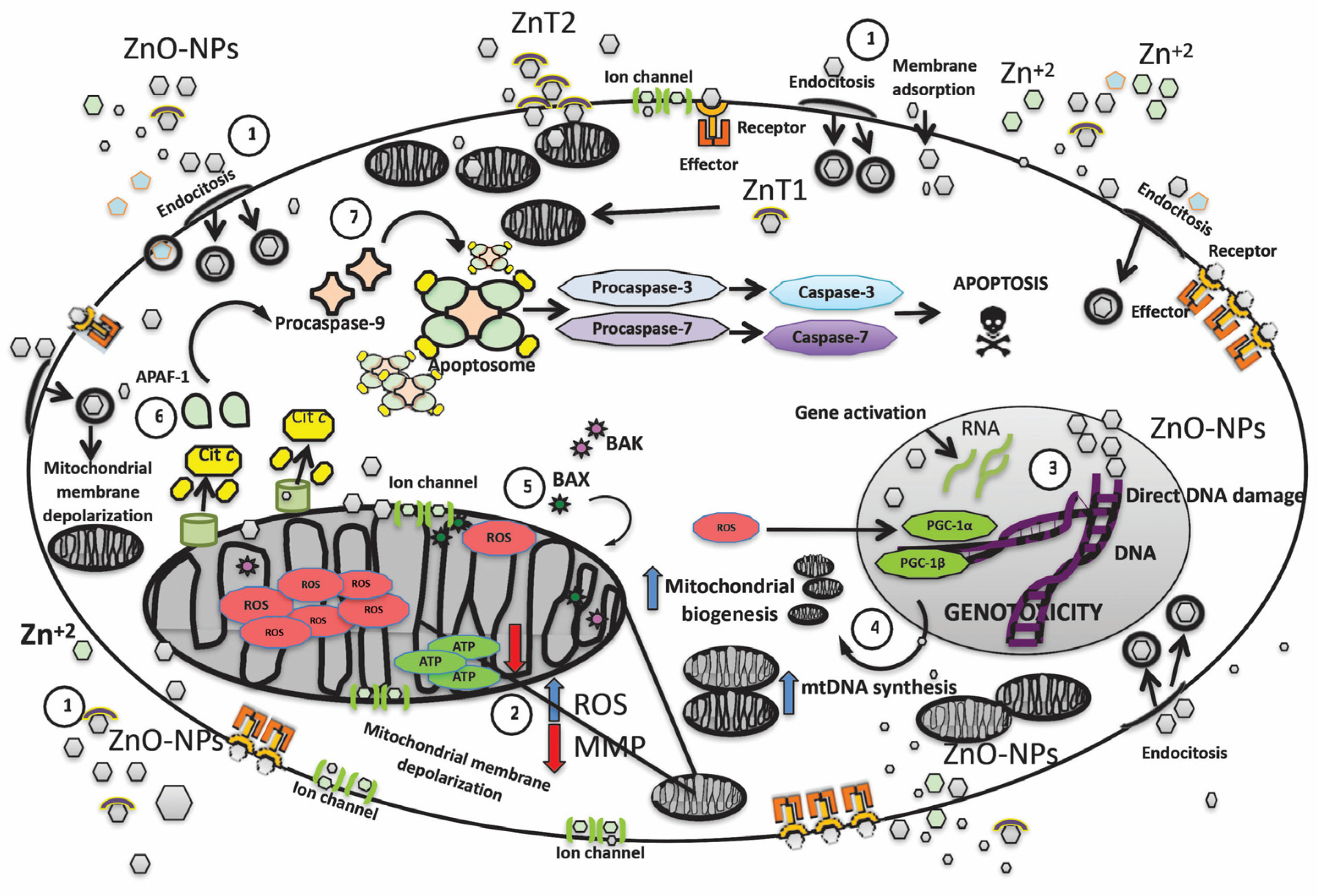 Crystals 12 01089 g001
