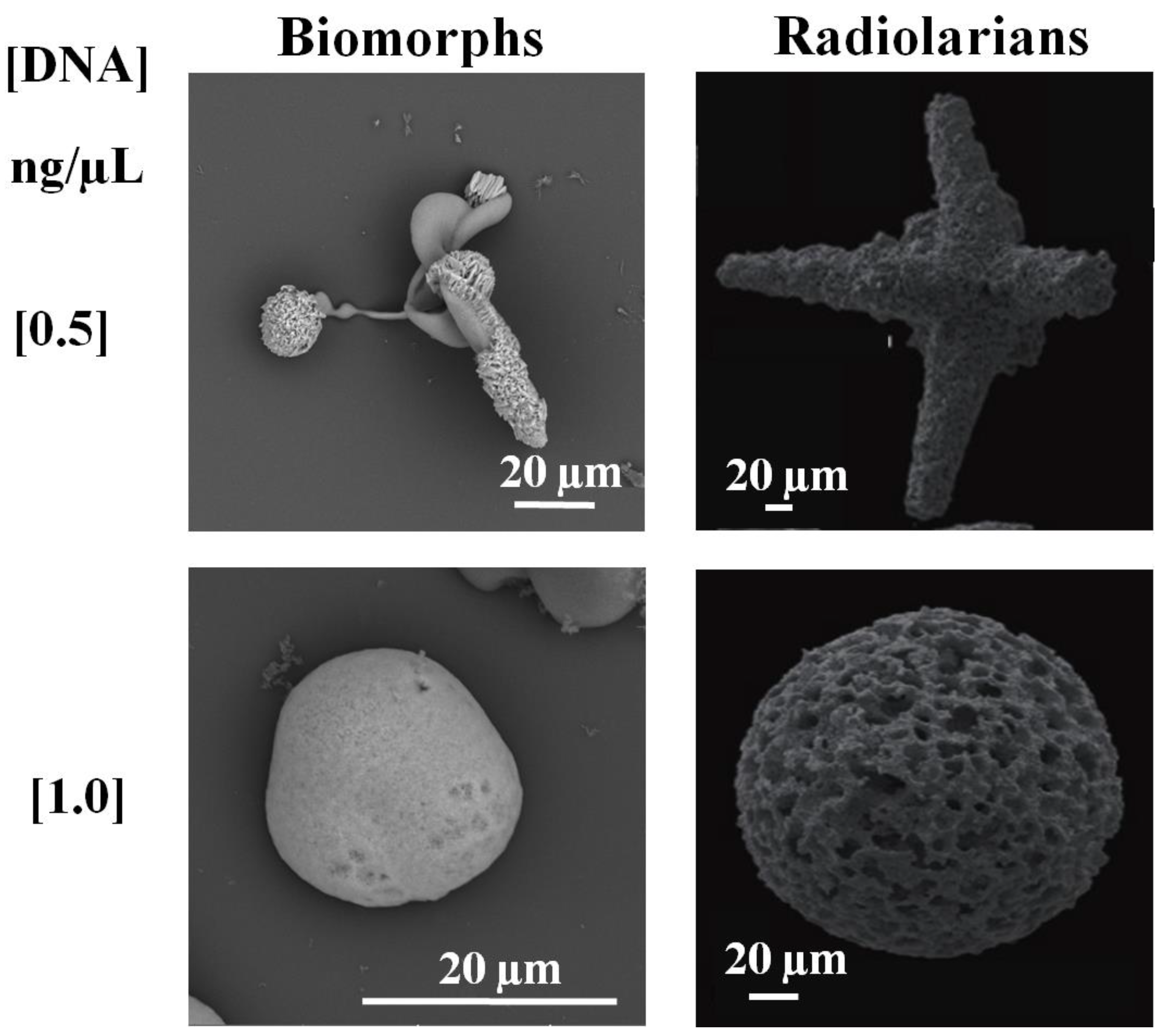 Crystals 12 01147 g003 Crystals 12 01147 g003