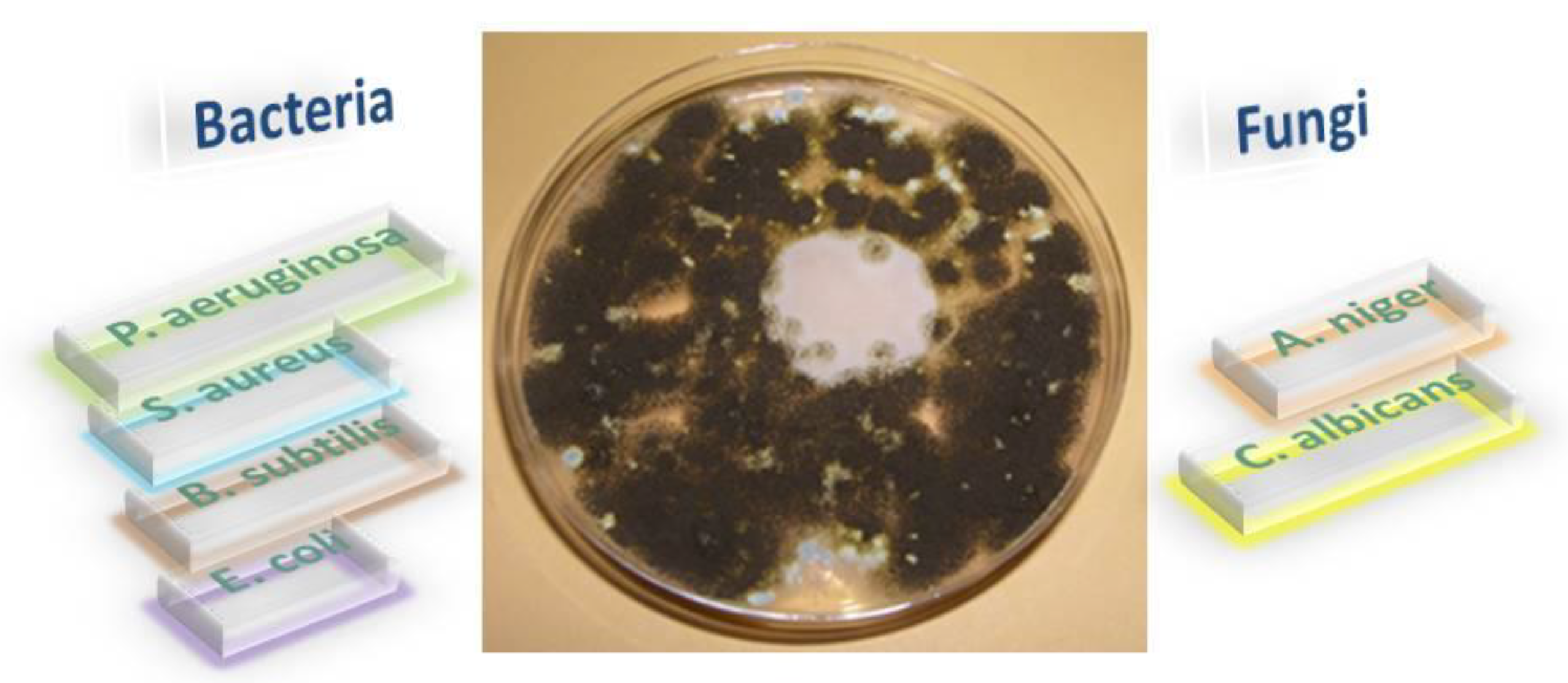 Crystals 12 01436 g003