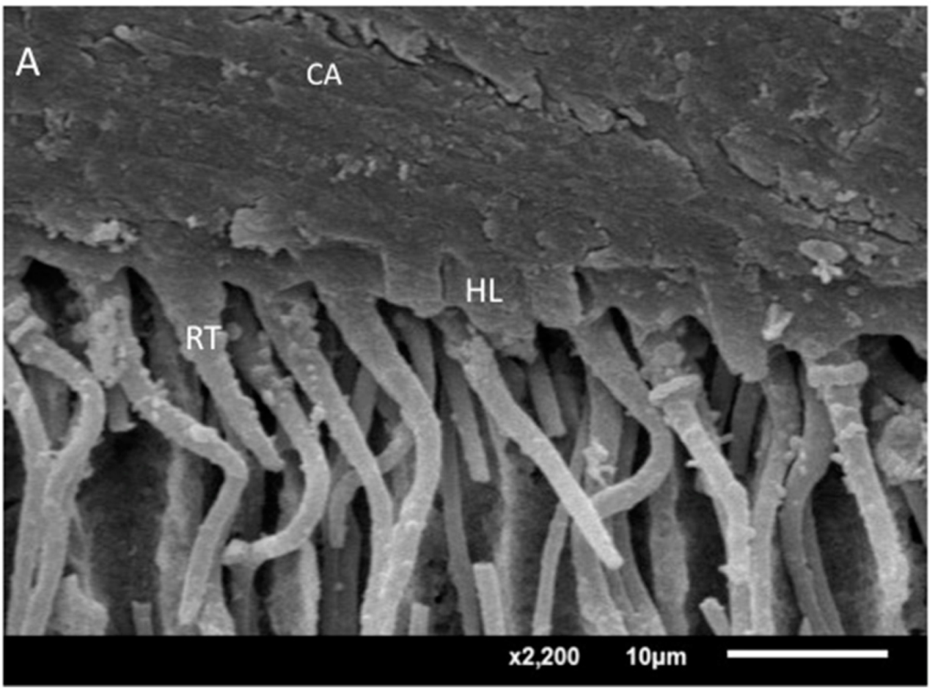 Crystals 12 01441 g005a Crystals 12 01441 g005a