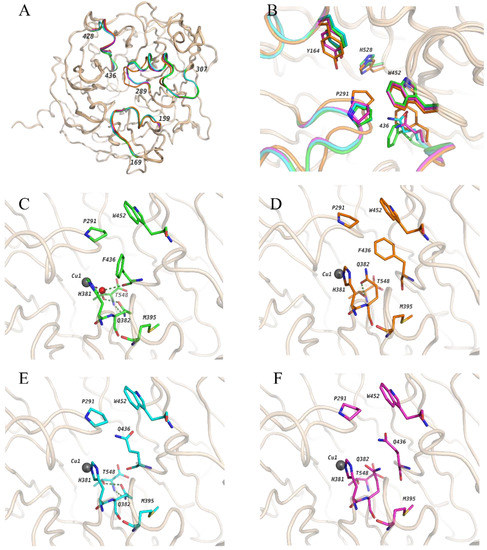 Probing the Role of a Conserved Phenylalanine in the Active Site of ...