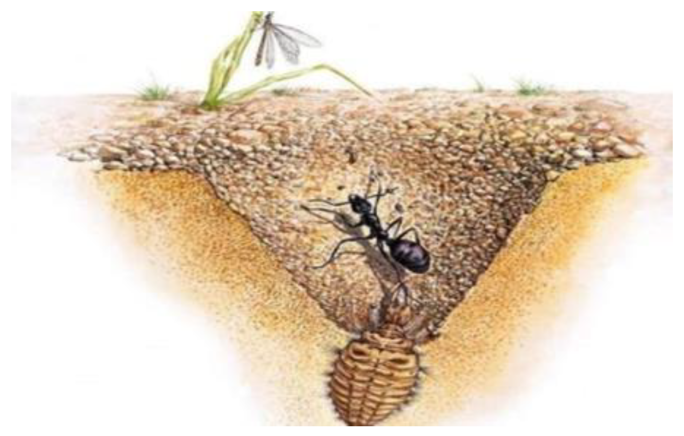 Crystals 13 00036 g004