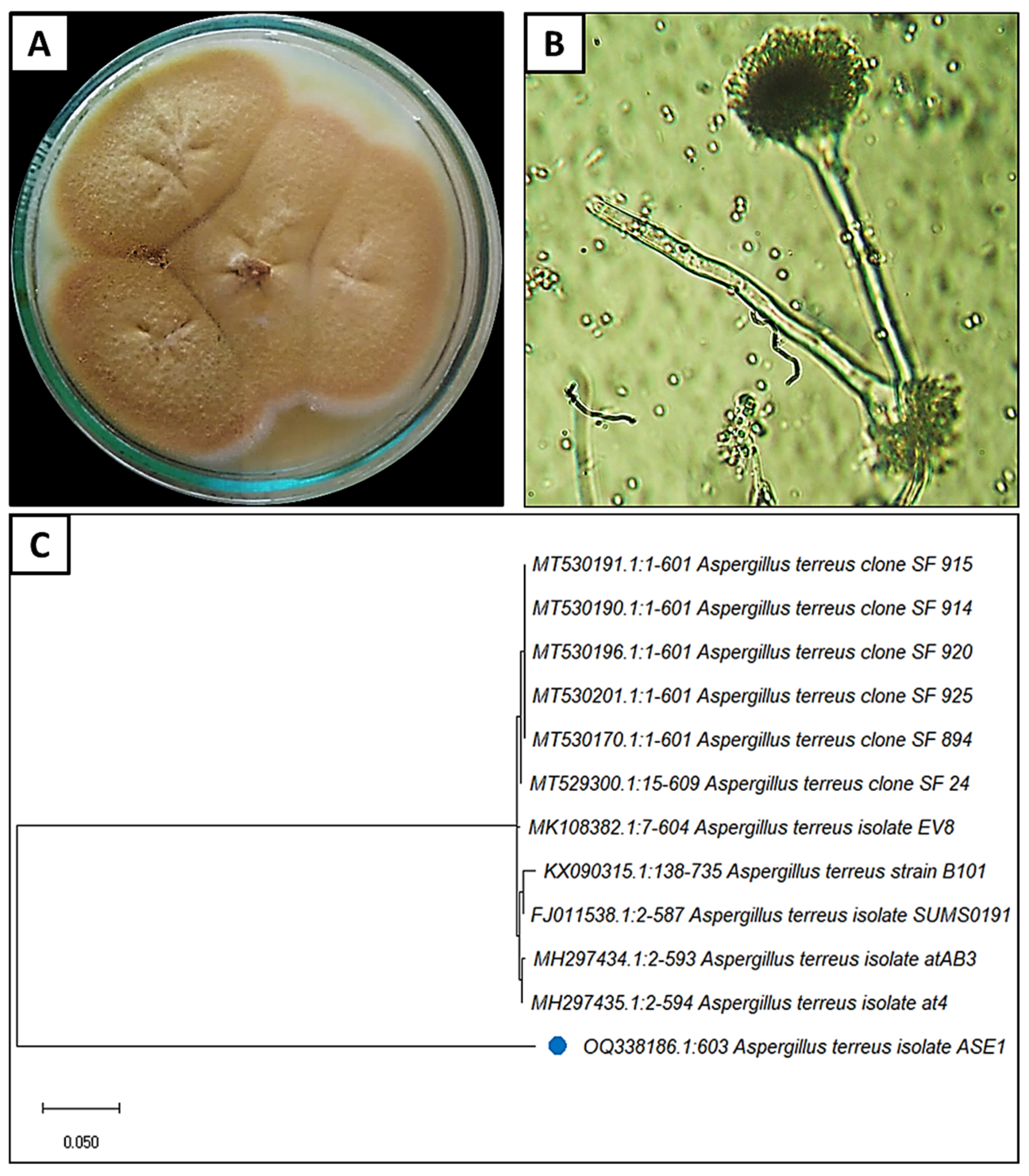 Crystals 13 00450 g001