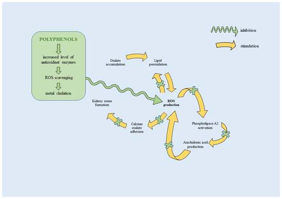 A Mechanistic Insight into Beneficial Effects of Polyphenols in the  Prevention and Treatment of Nephrolithiasis: Evidence from Recent In Vitro  Studies