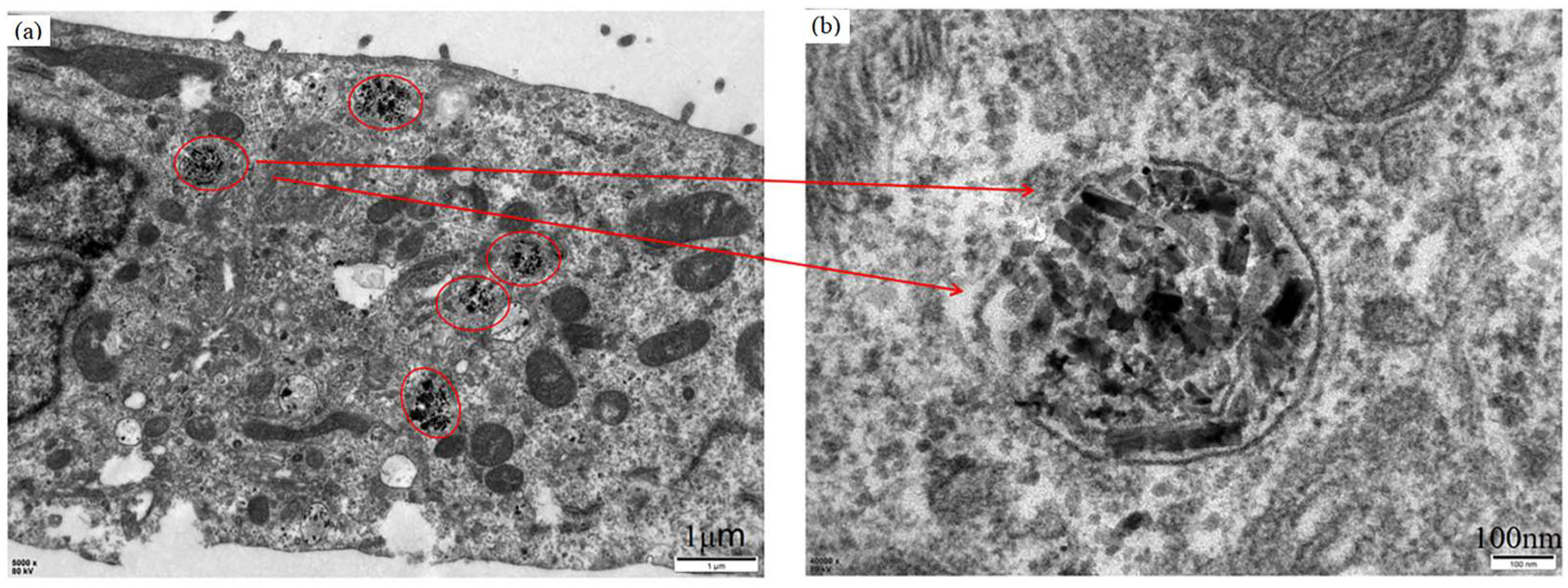 Crystals 13 01387 g005
