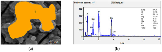 Surface Characterization of AZ31 Alloy after Long-Term Immersion in ...