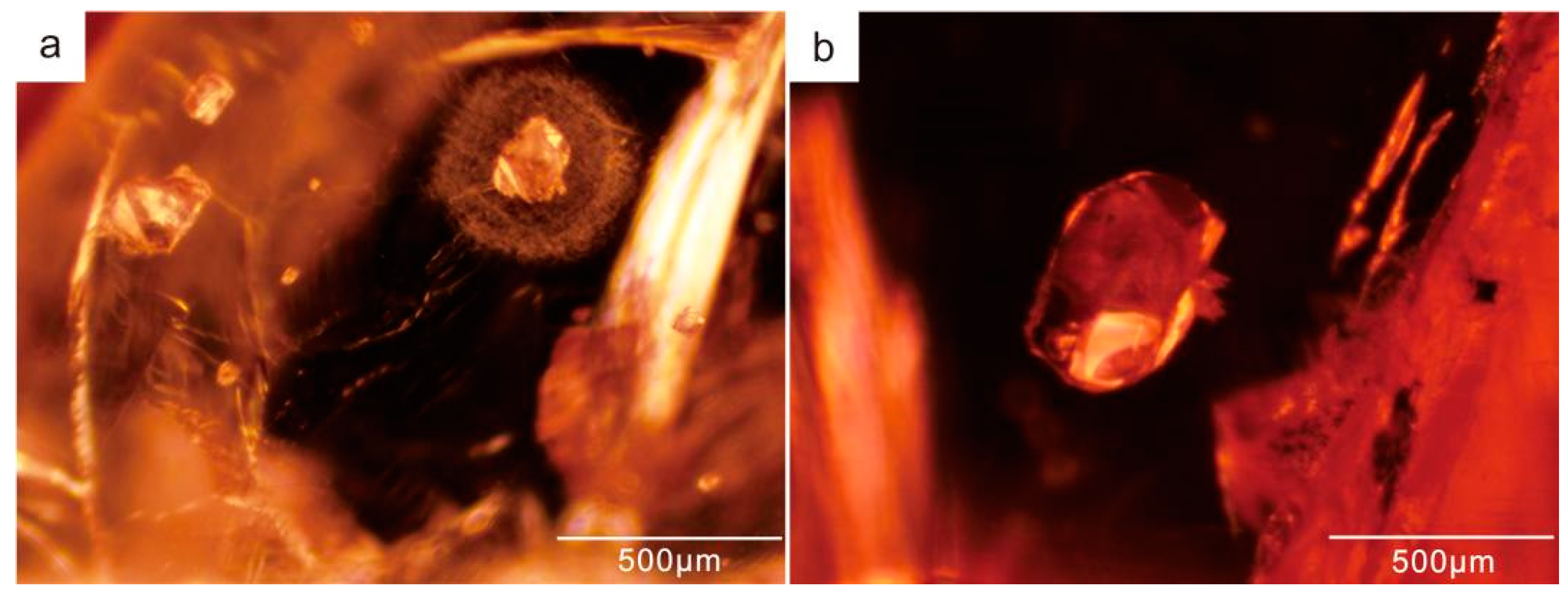Crystals 14 00050 g006 Crystals 14 00050 g006
