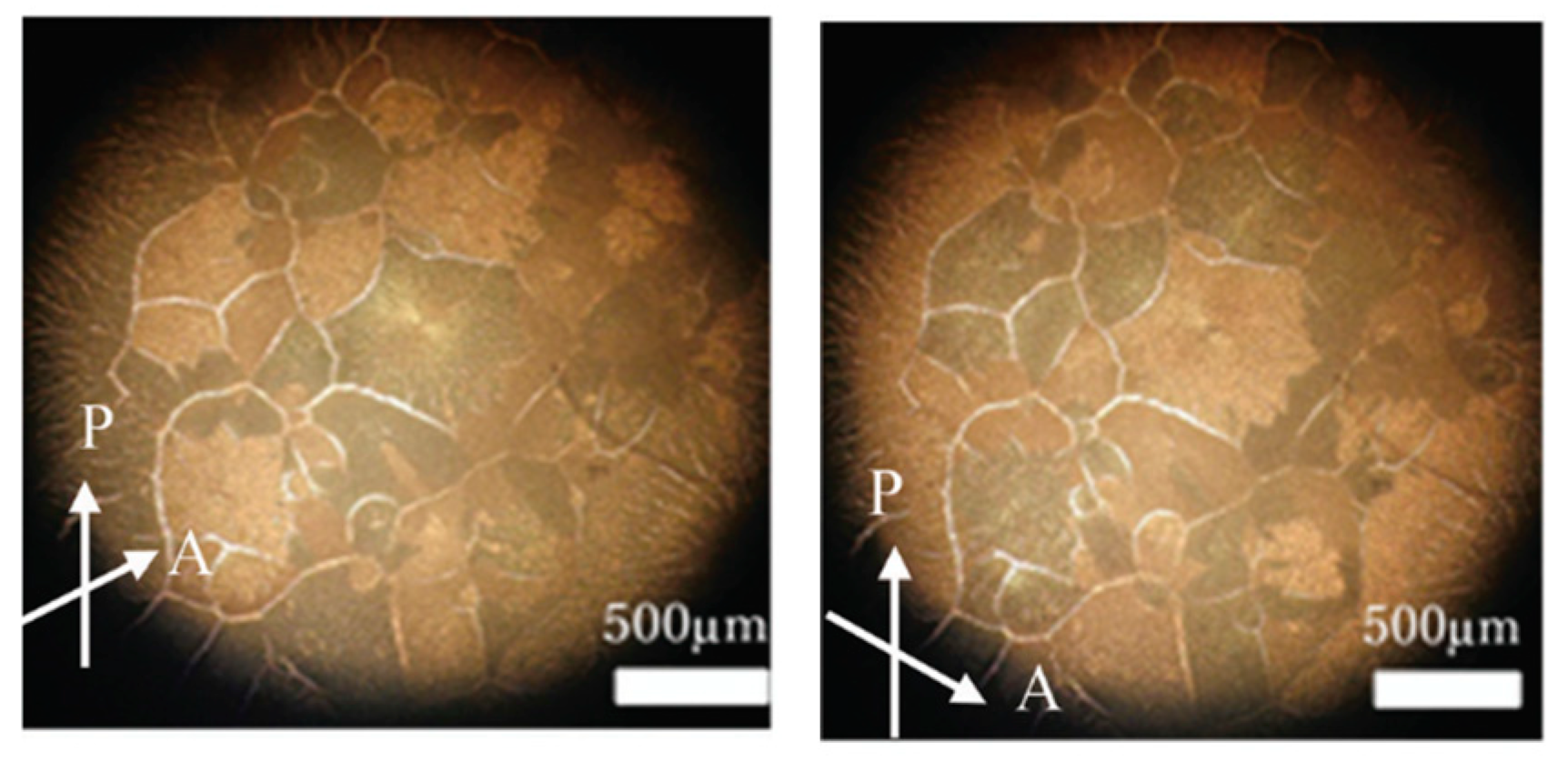 Crystals 14 00097 g031