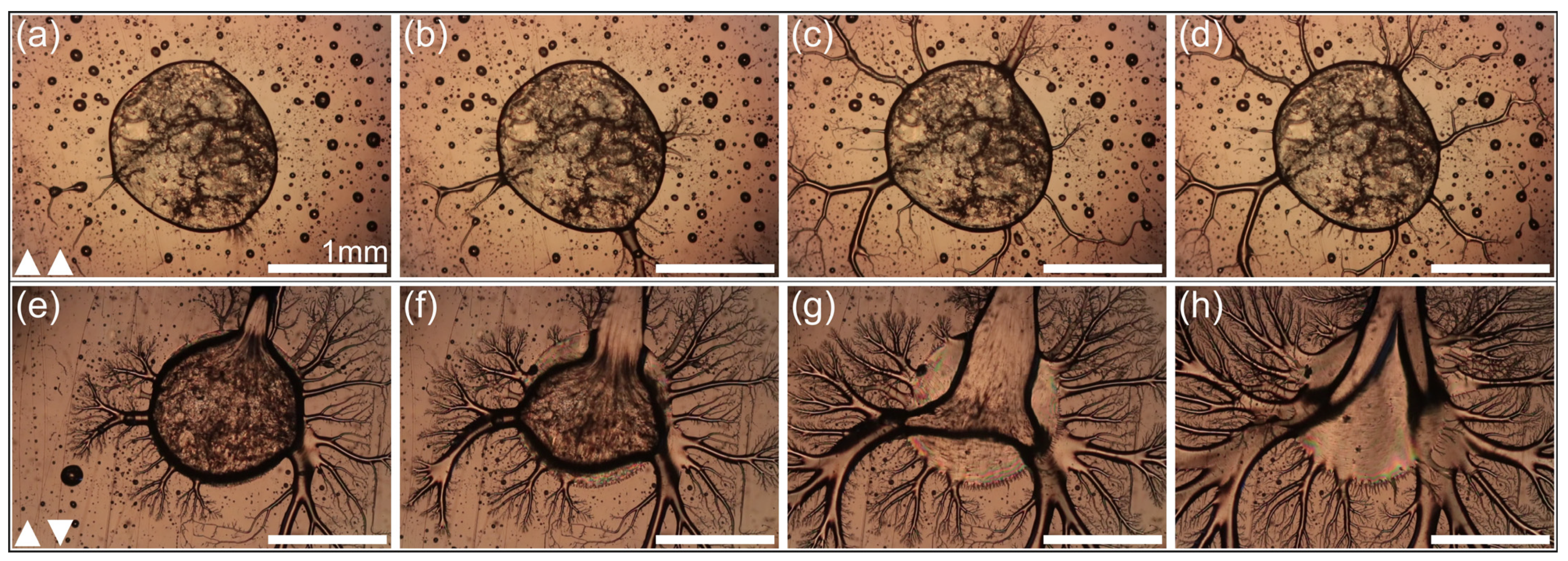 Crystals 14 00425 g003