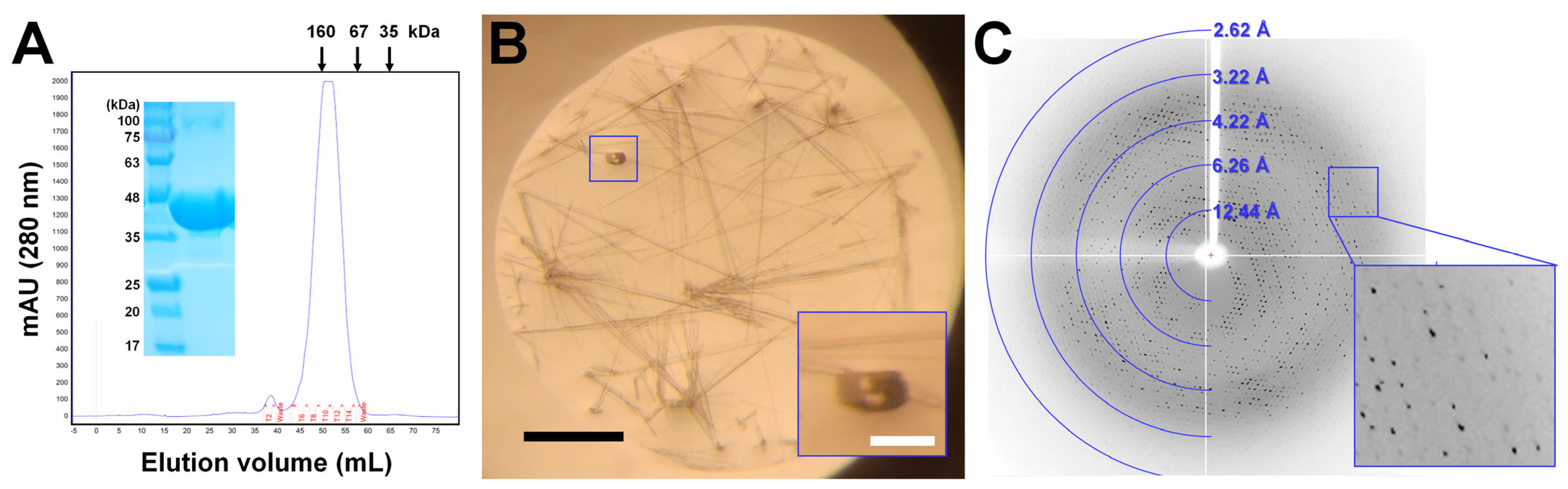 Crystals 14 00446 g001
