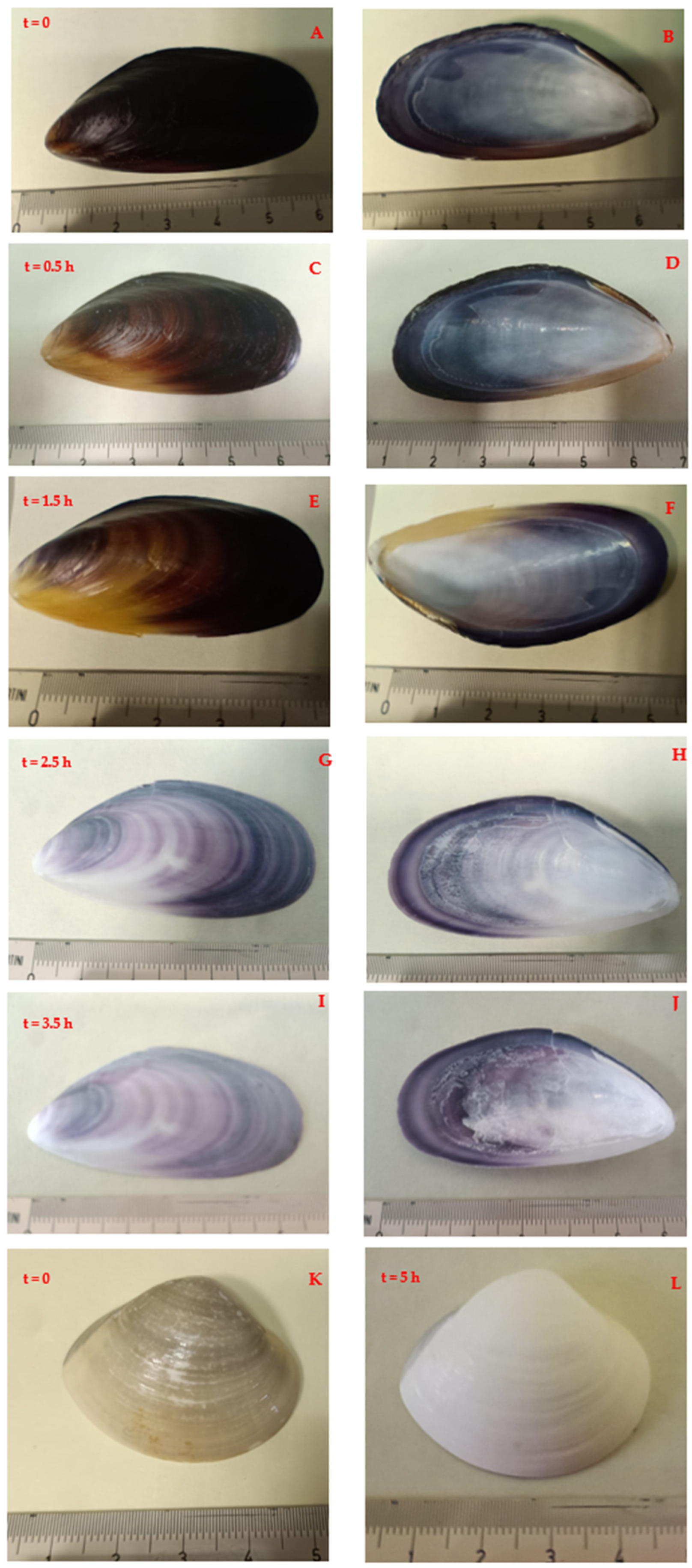 Crystals 14 00464 g001