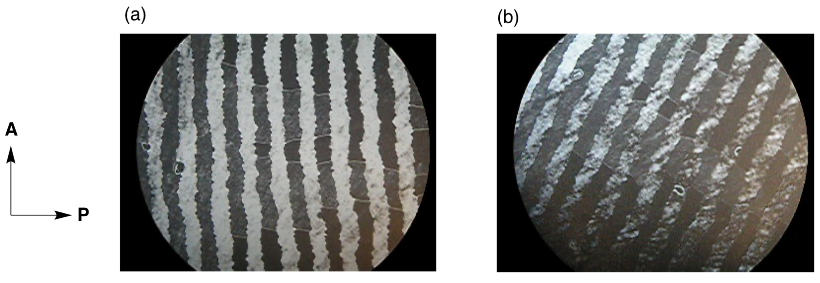 Crystals 14 00681 g037 Crystals 14 00681 g037