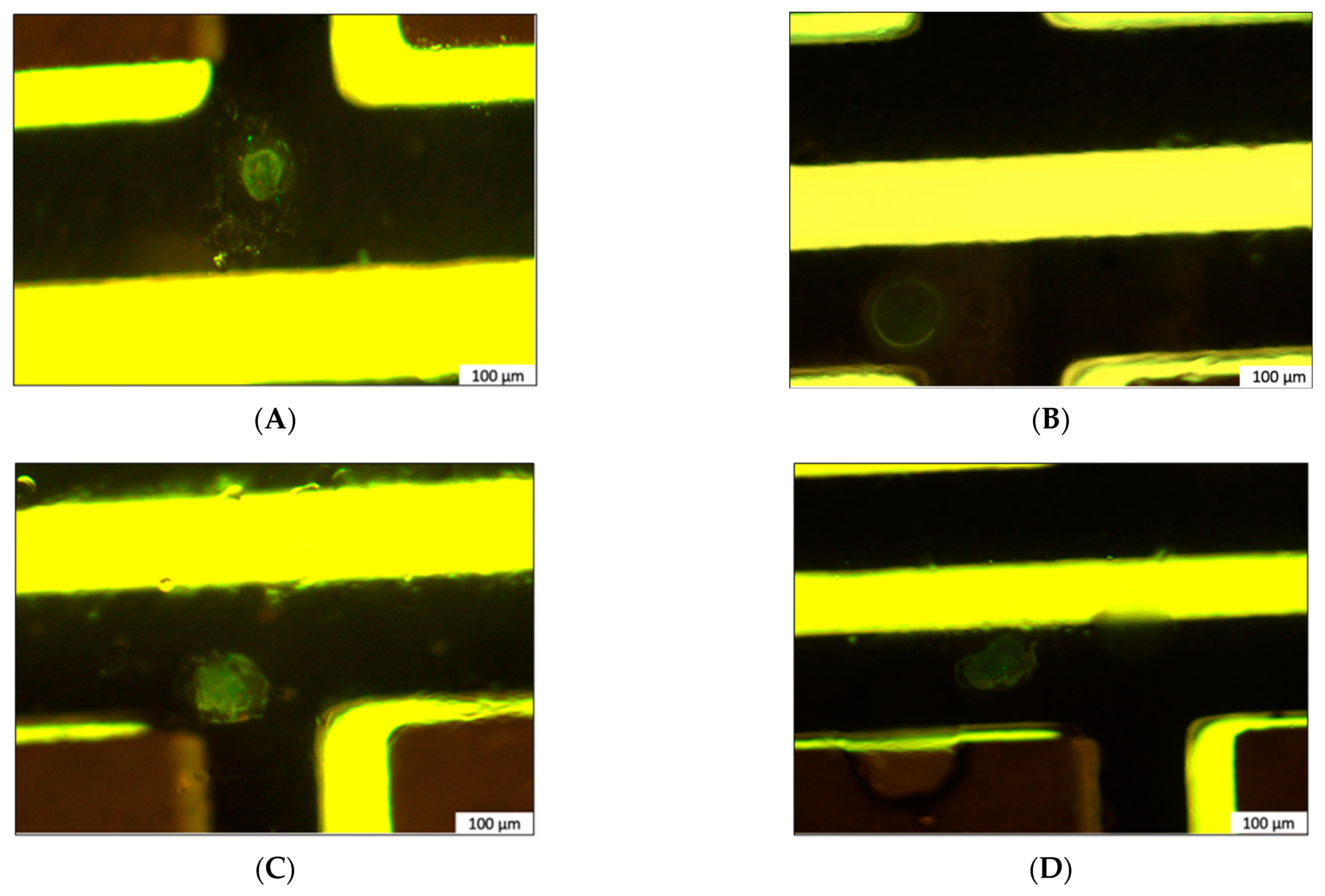 Crystals 14 00889 g002