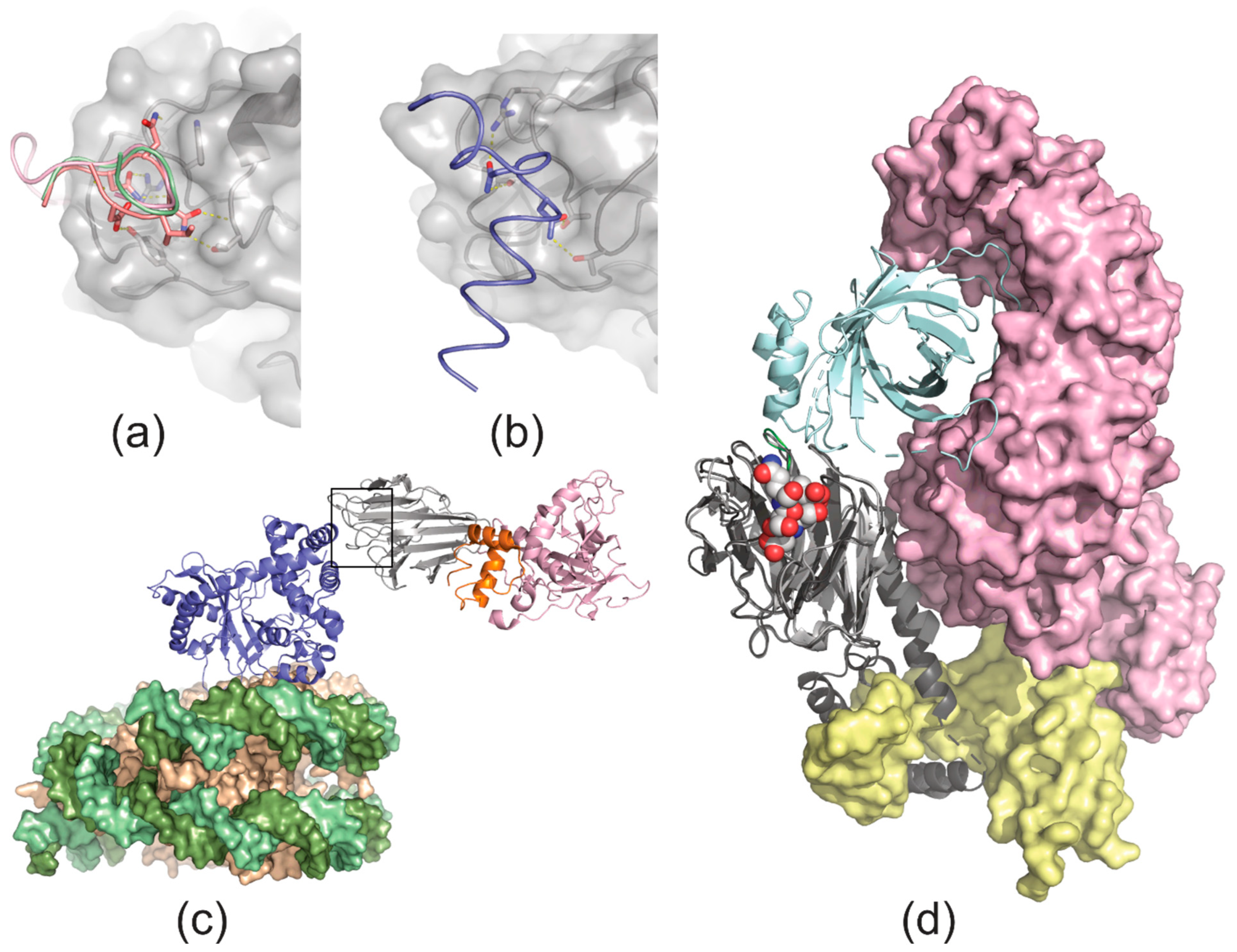 Crystals 15 00281 g005