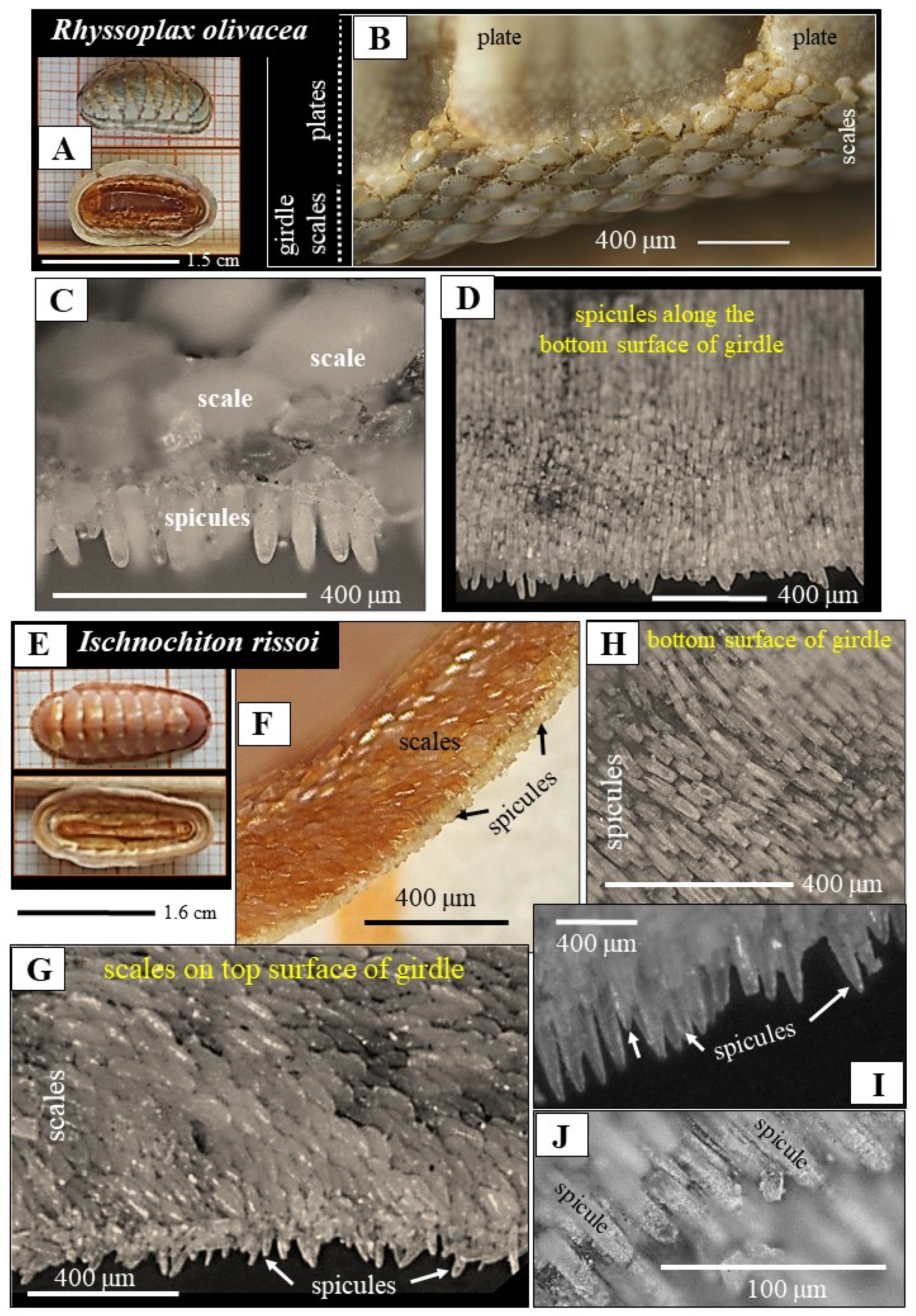 Crystals 15 00466 g001