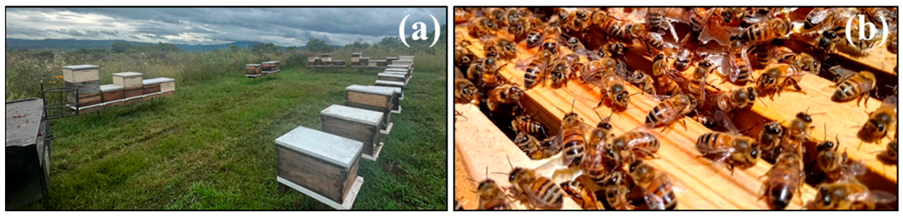 Crystals 15 00634 g003