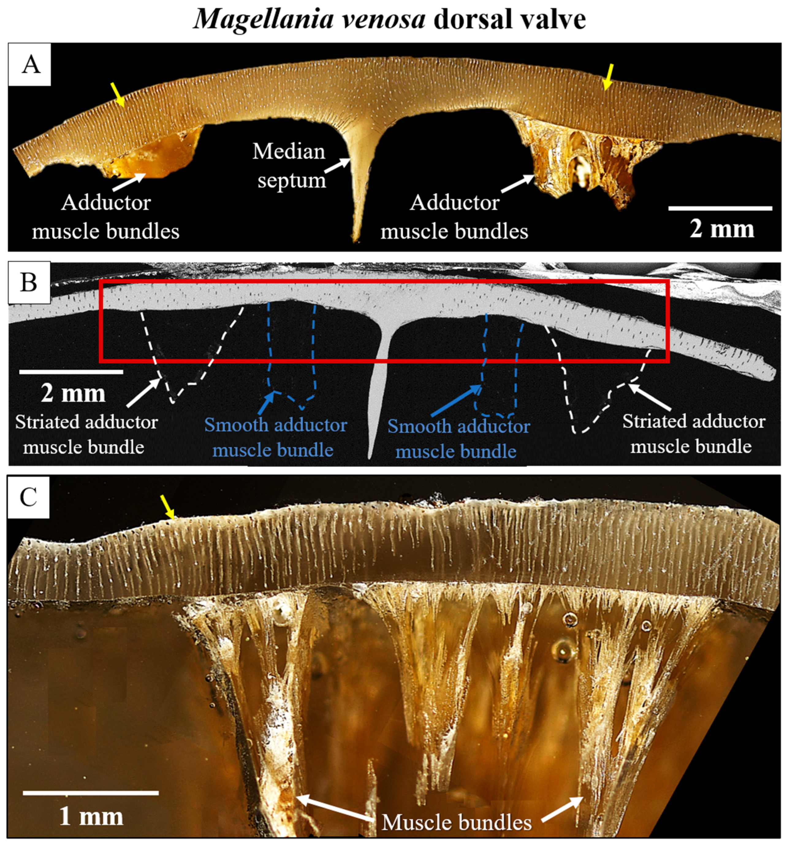 Crystals 15 00649 g002