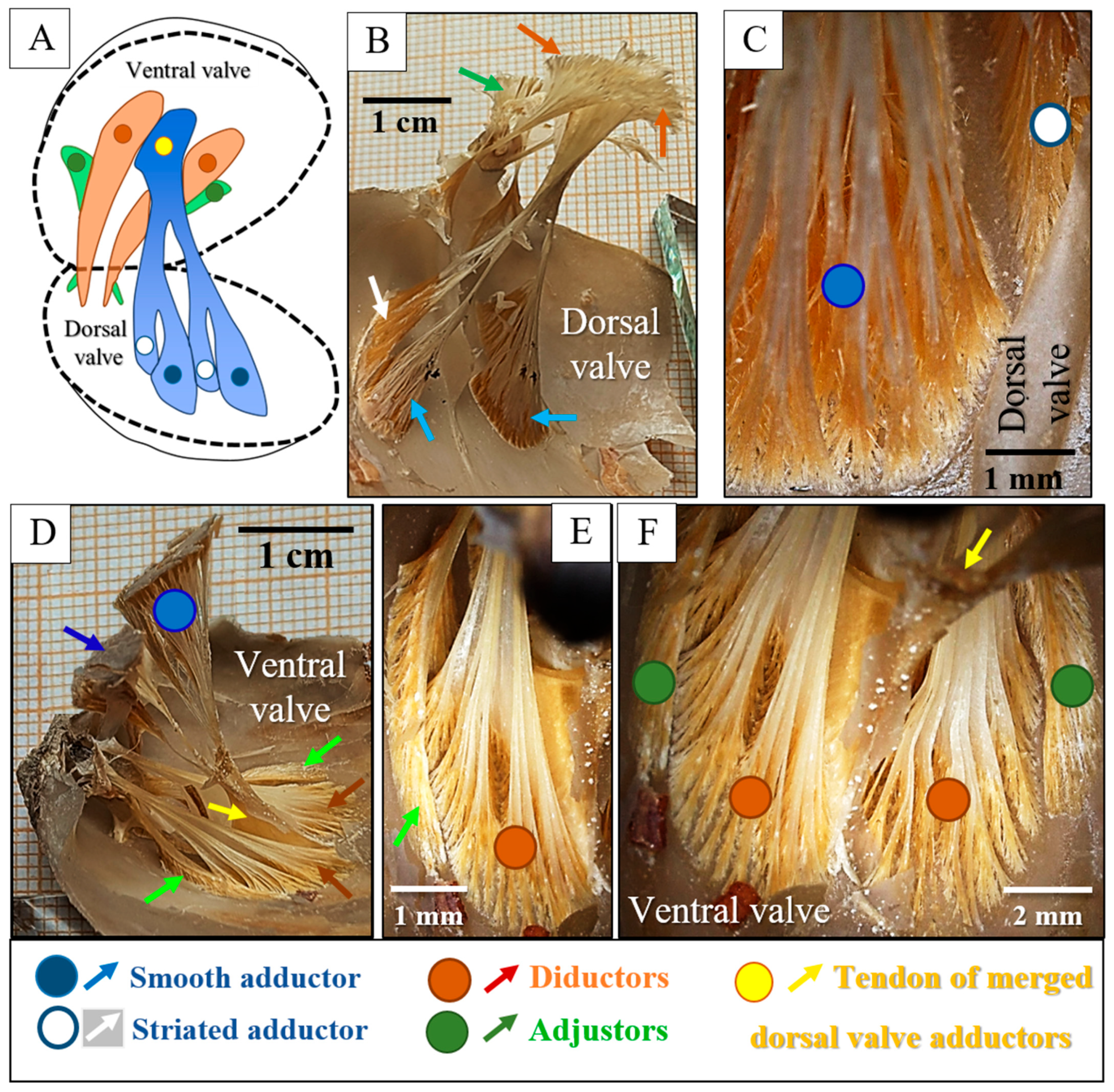 Crystals 15 00649 g004