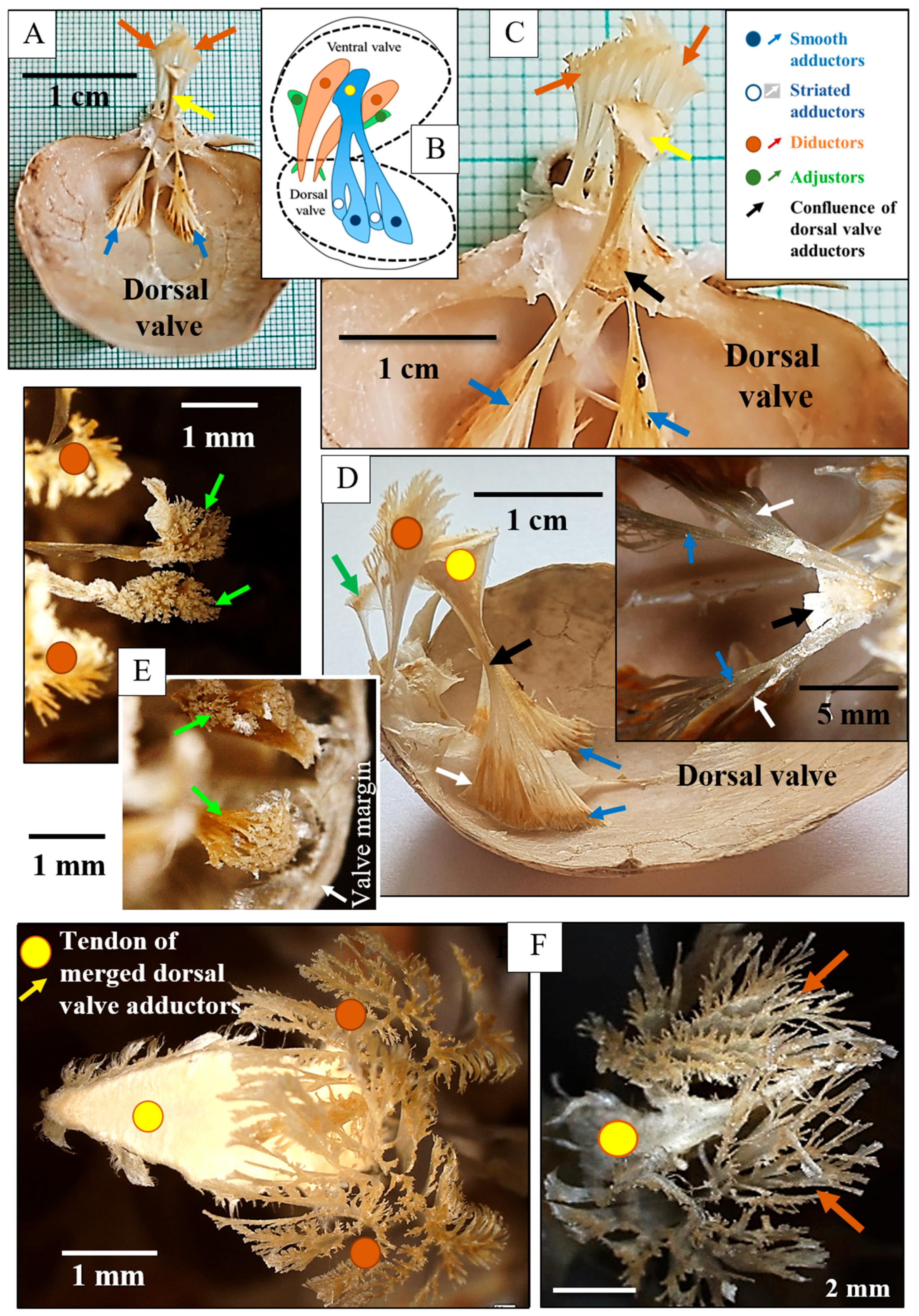 Crystals 15 00649 g005