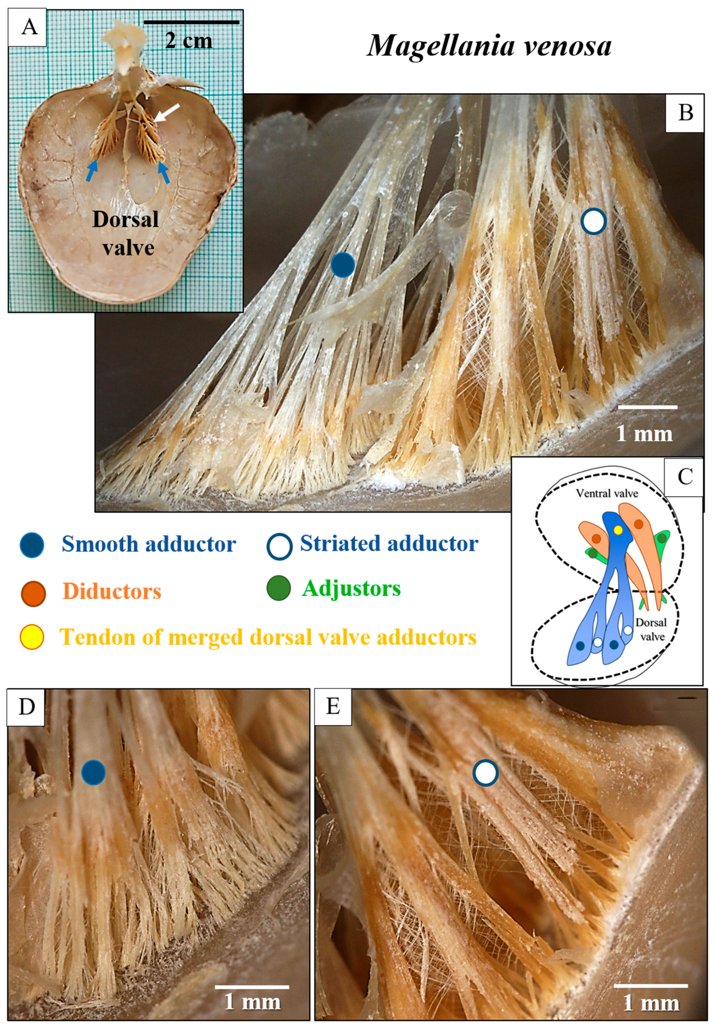 Crystals 15 00649 g006