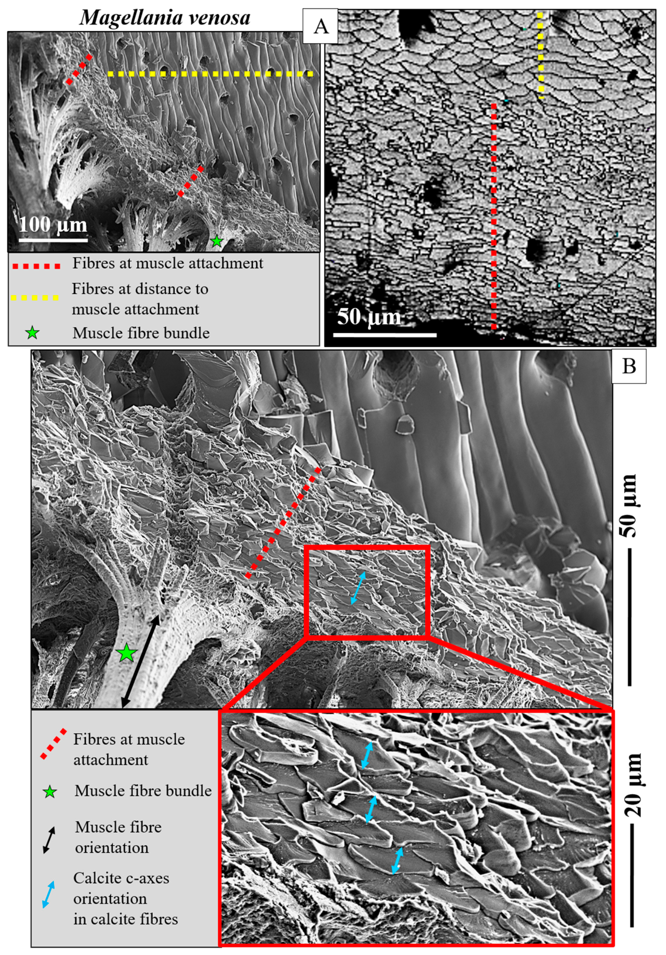 Crystals 15 00649 g008