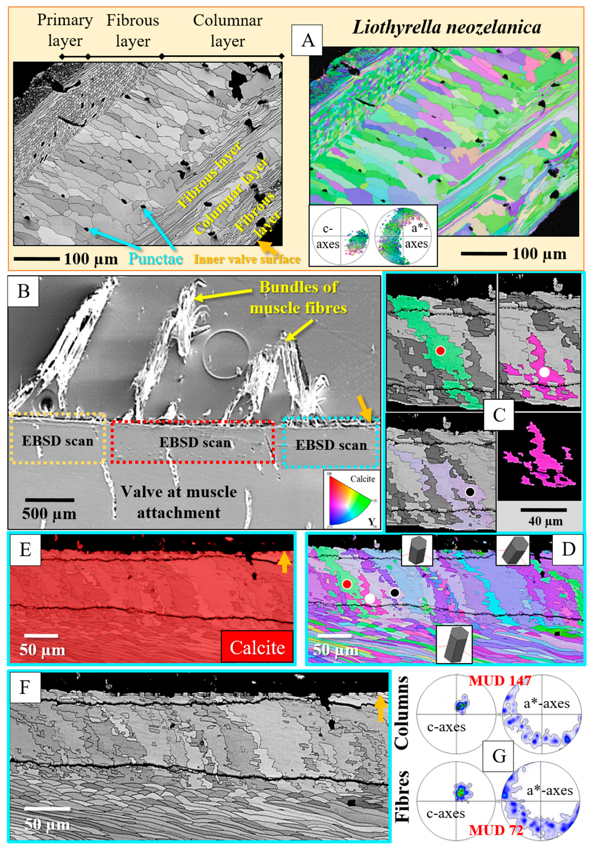 Crystals 15 00649 g010