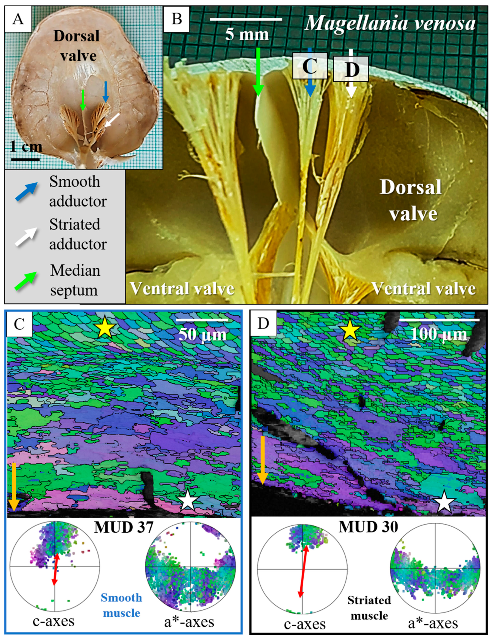 Crystals 15 00649 g013