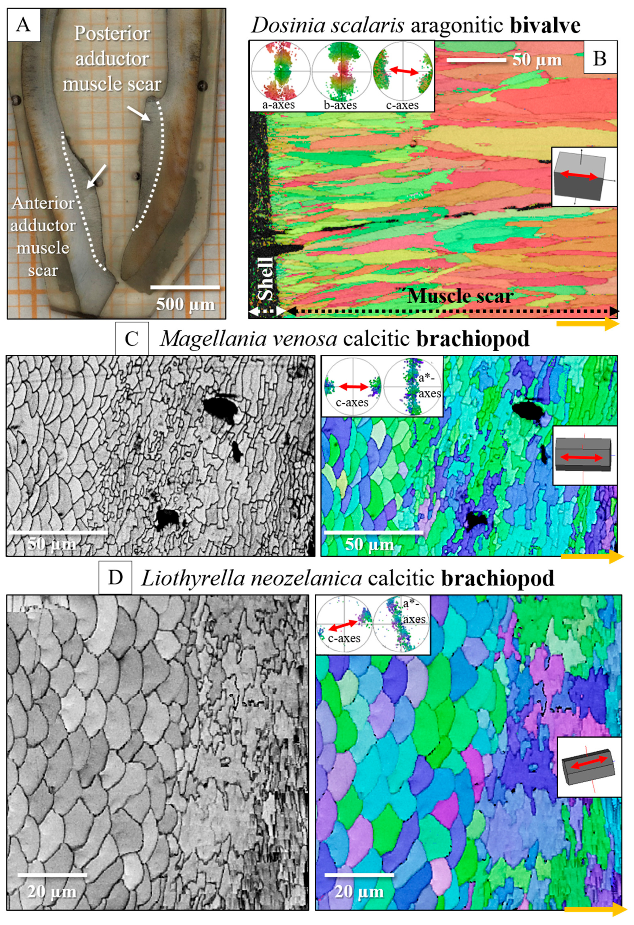 Crystals 15 00649 g014