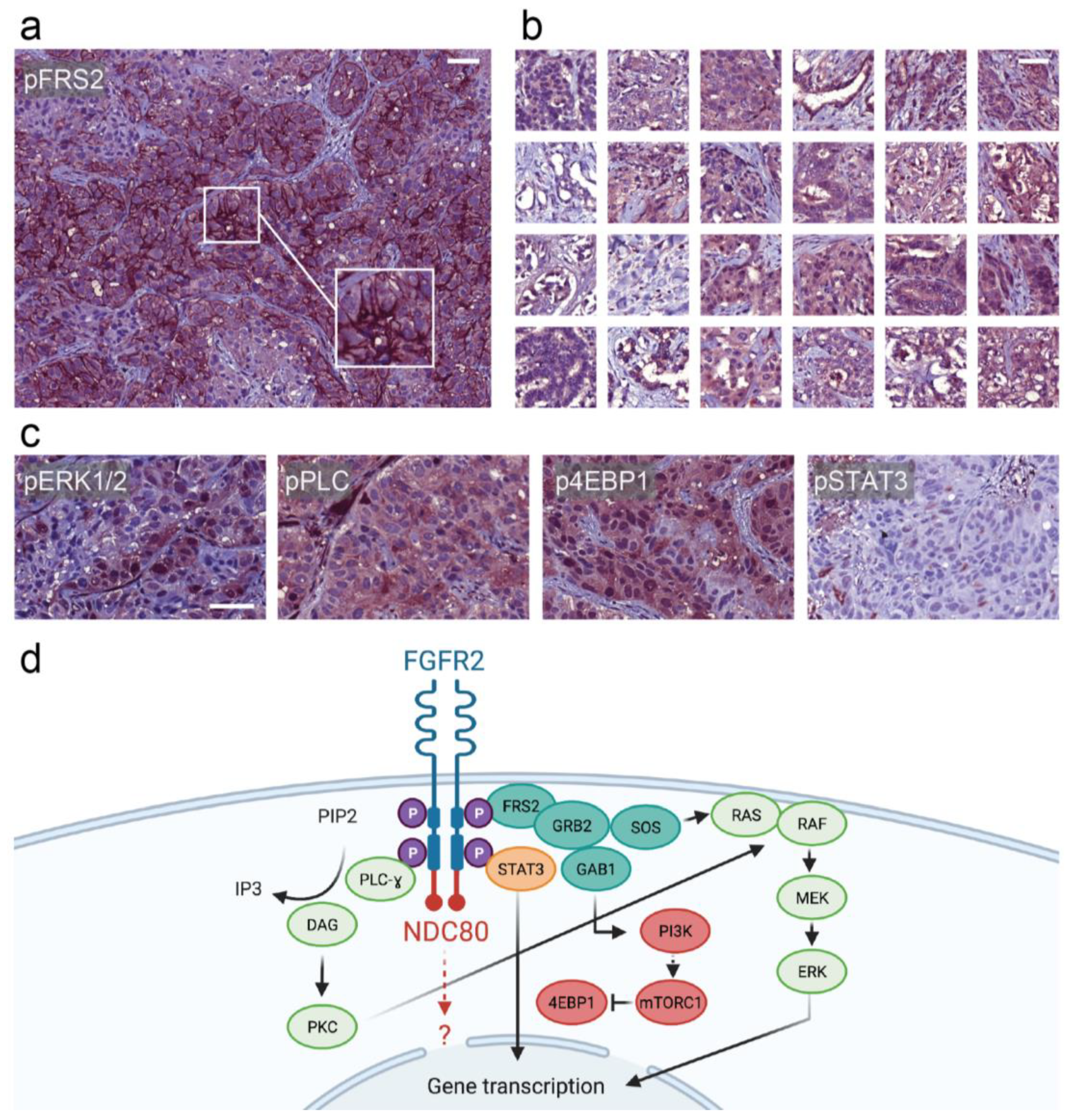 Curroncol 28 00112 g003 Curroncol 28 00112 g003