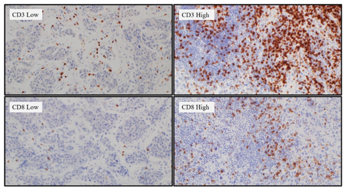 Curroncol 28 00154 g003 Curroncol 28 00154 g003
