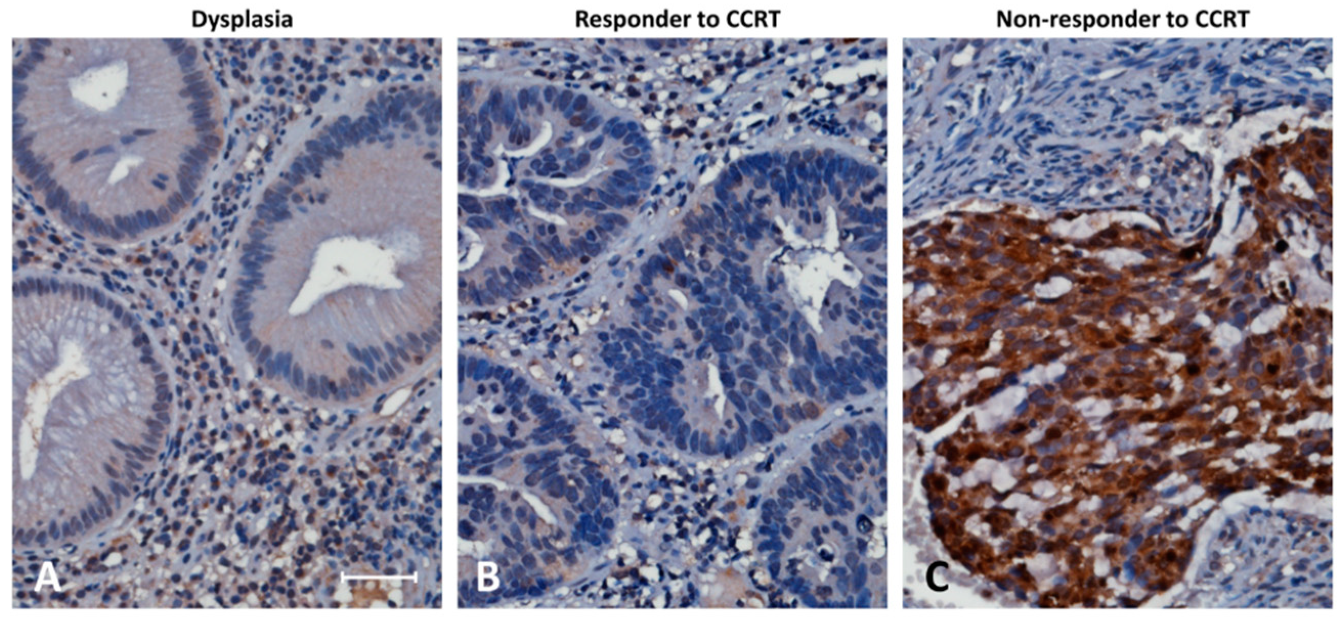 Curroncol 28 00218 g002