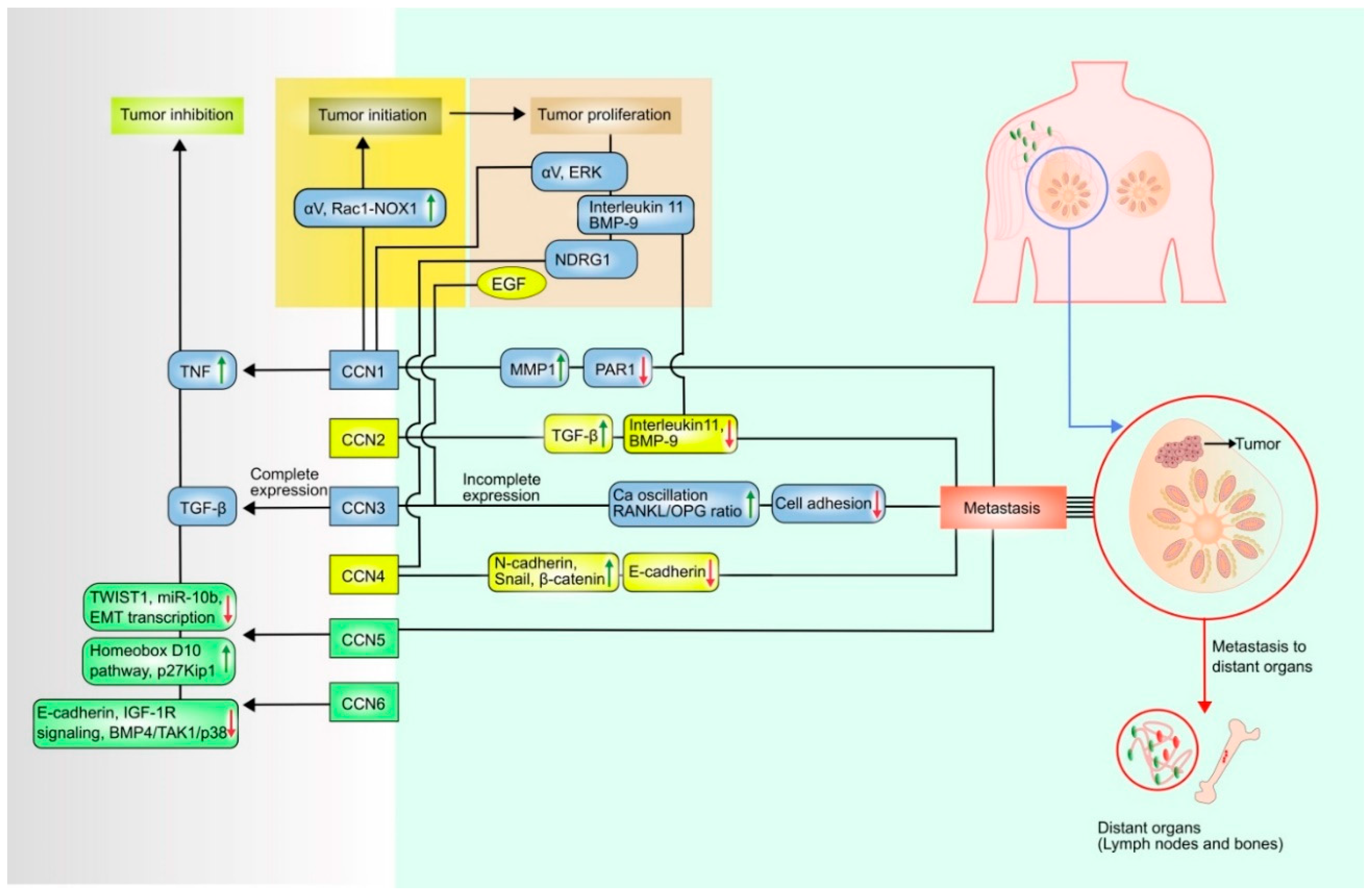 Curroncol 28 00417 g001