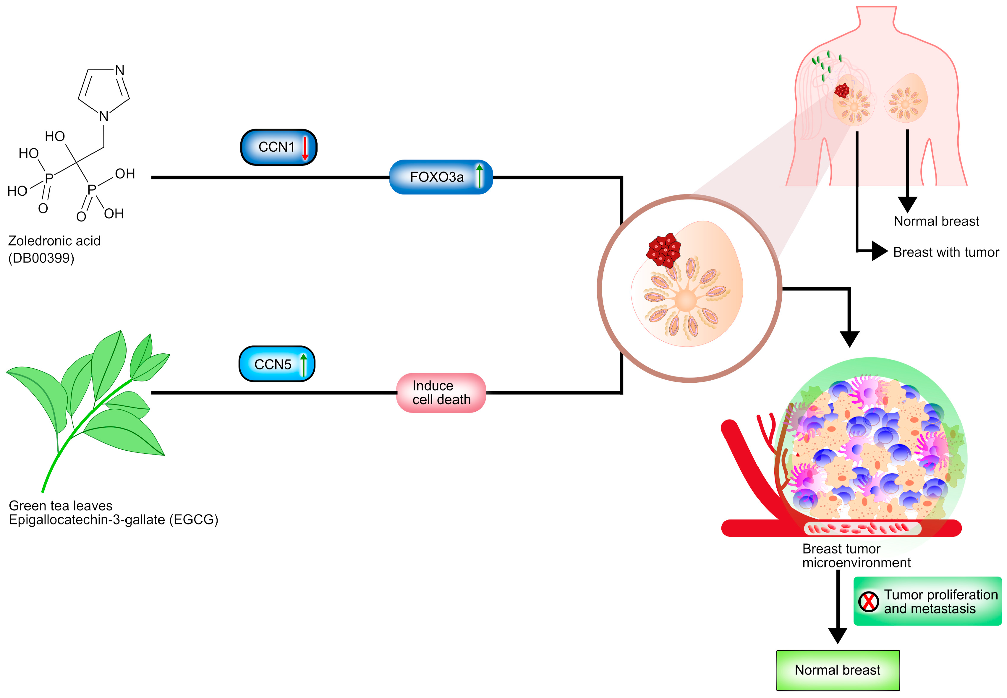 Curroncol 28 00417 g002