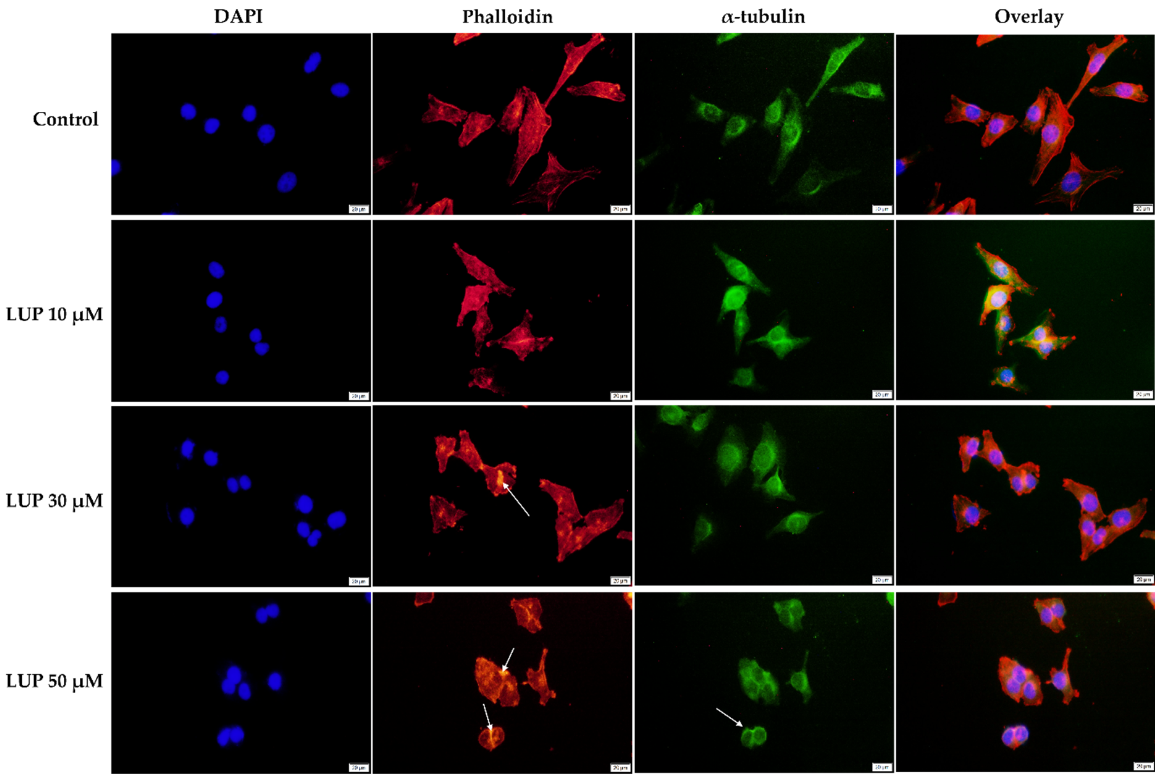 Curroncol 28 00425 g004 Curroncol 28 00425 g004