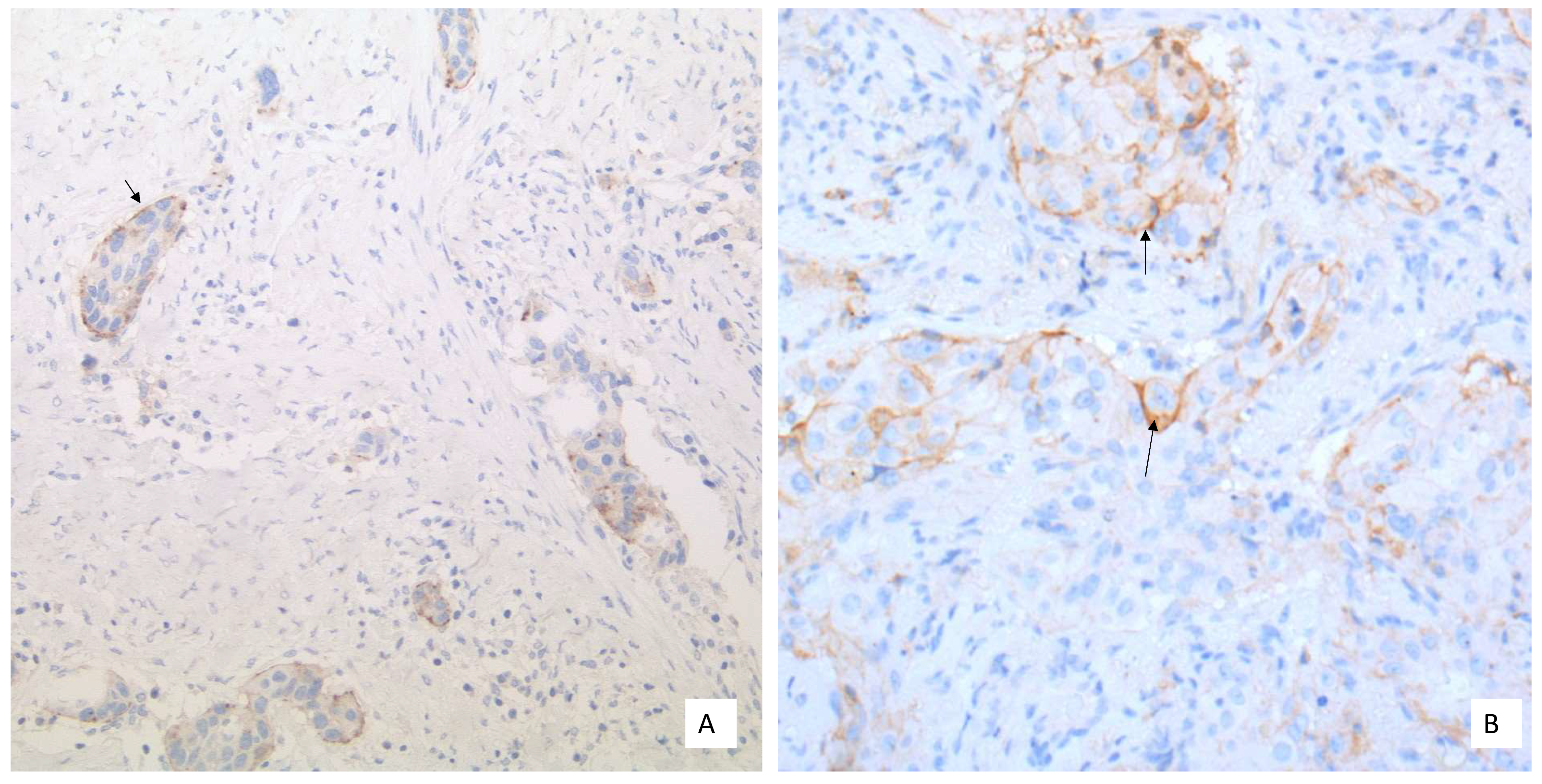 Curroncol 28 00437 g001a 550