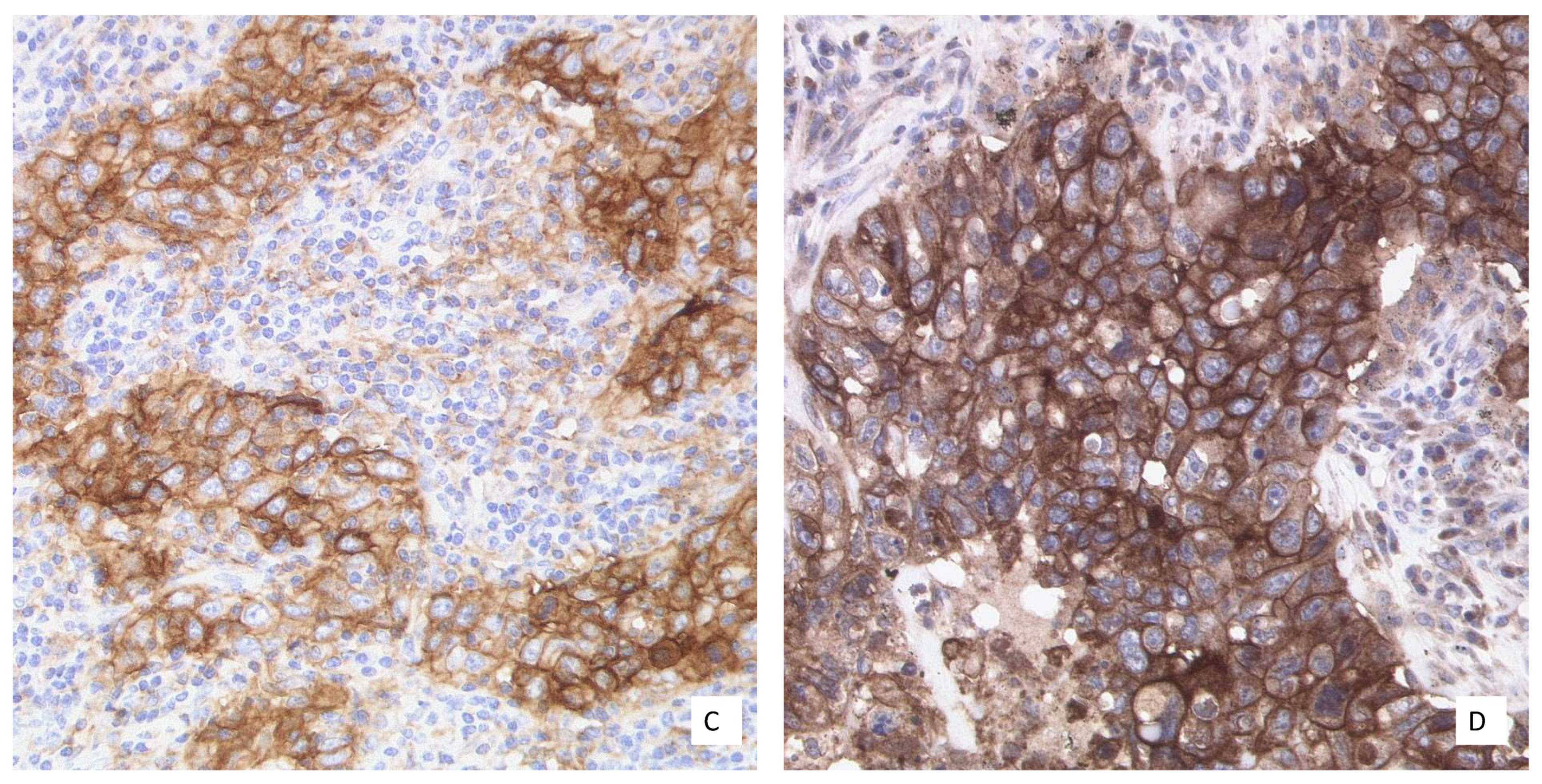 Curroncol 28 00437 g001b 550