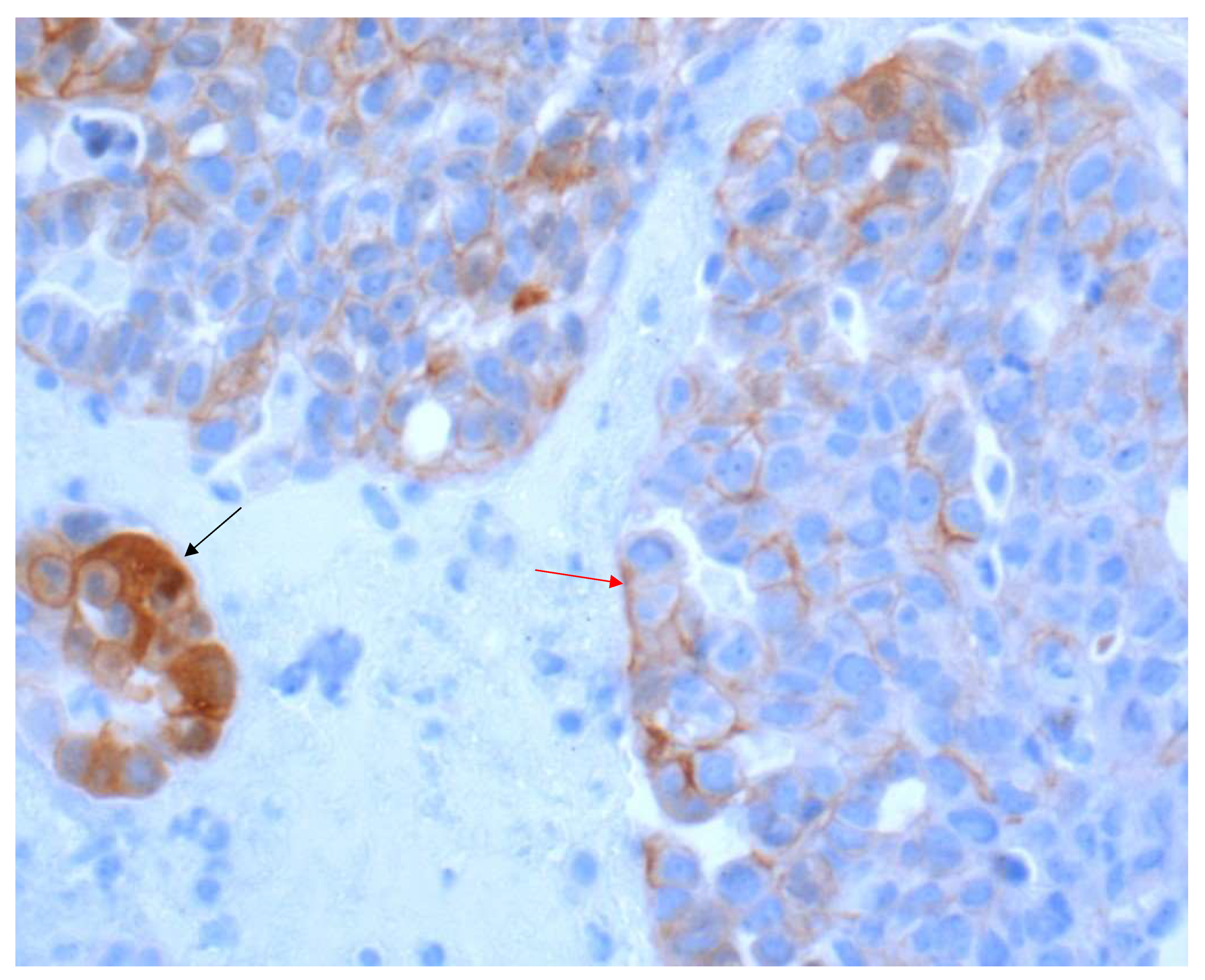 Curroncol 28 00437 g002 550