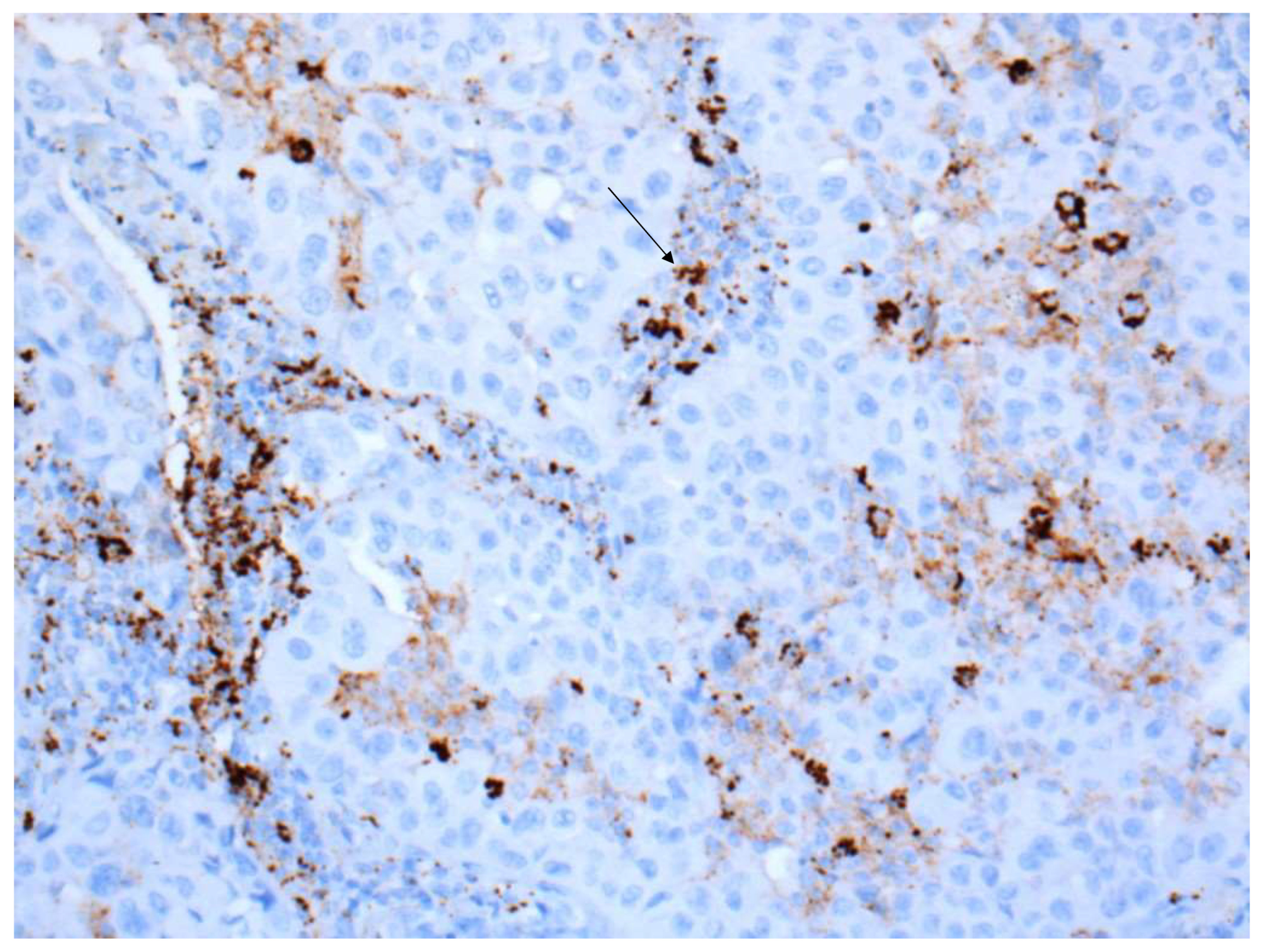 Curroncol 28 00437 g003 550