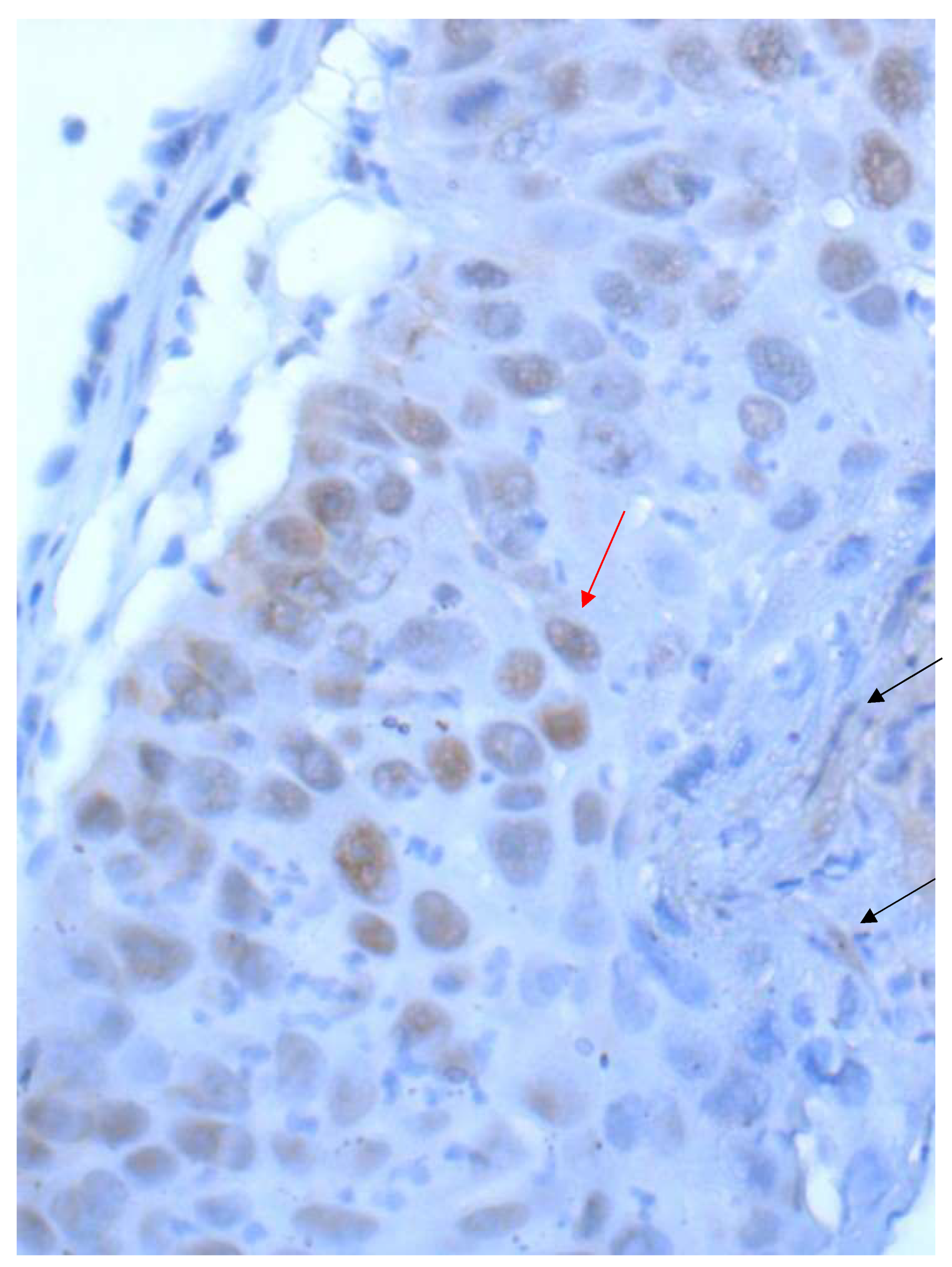 Curroncol 28 00437 g005 550