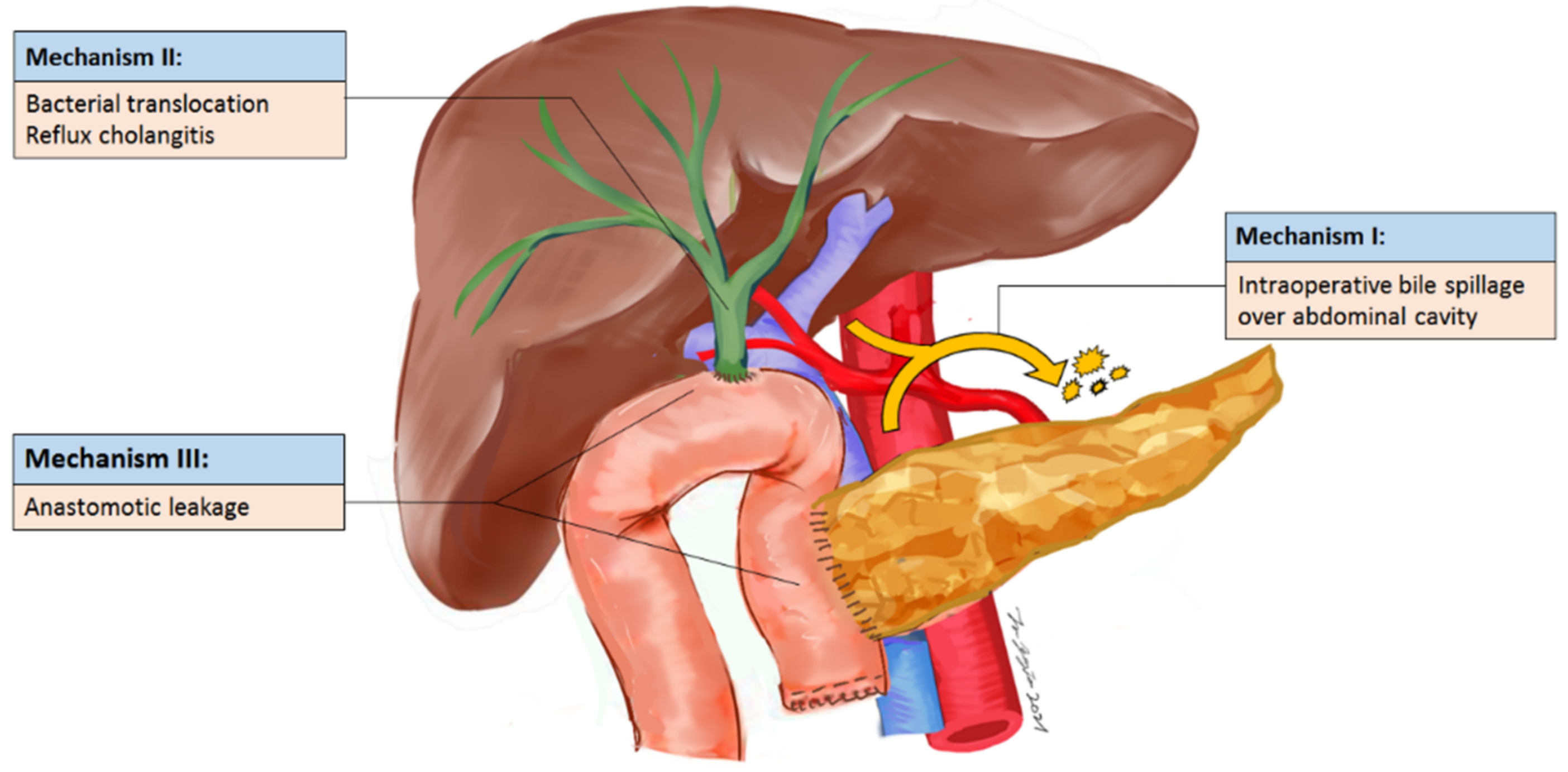 Curroncol 29 00009 g003